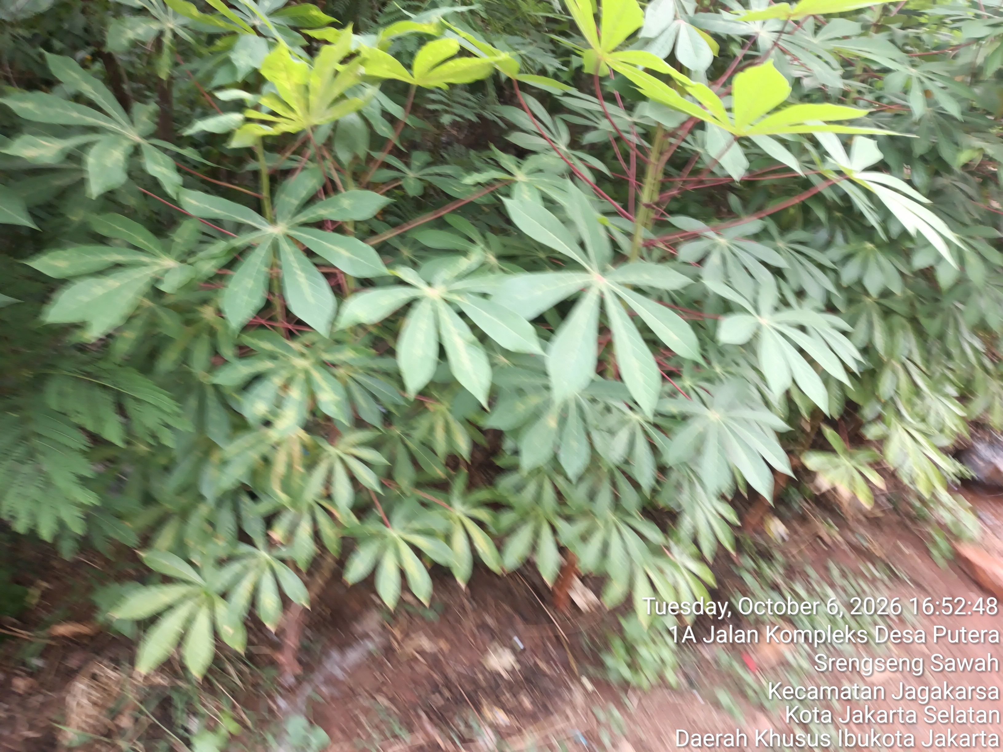 KEBUN SMKN 74 JAGAKARSA JAKARTA SELATAN - Gambar 79
