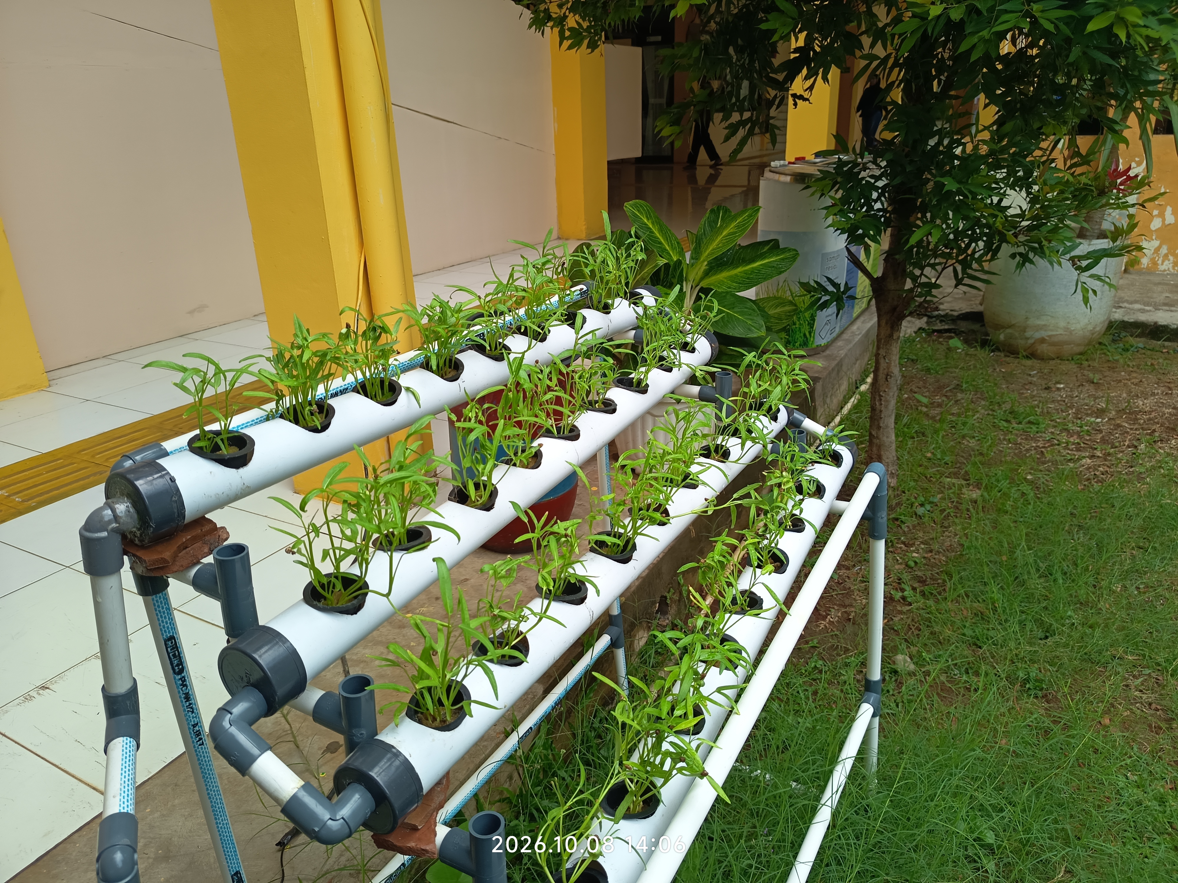 Lahan Urban Farming SLB A Pembina Tingkat Nasional - Gambar 38