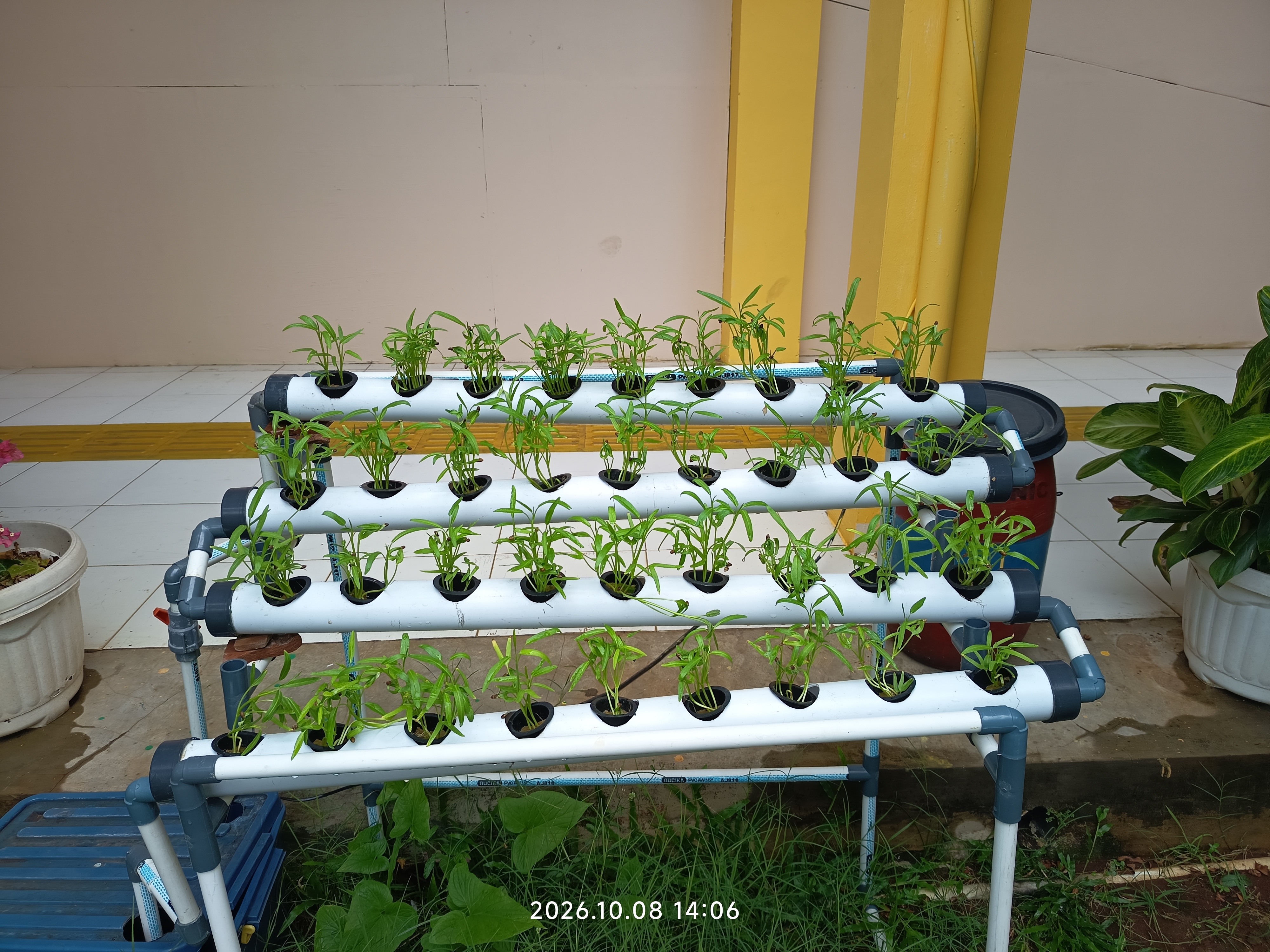 Lahan Urban Farming SLB A Pembina Tingkat Nasional - Gambar 37