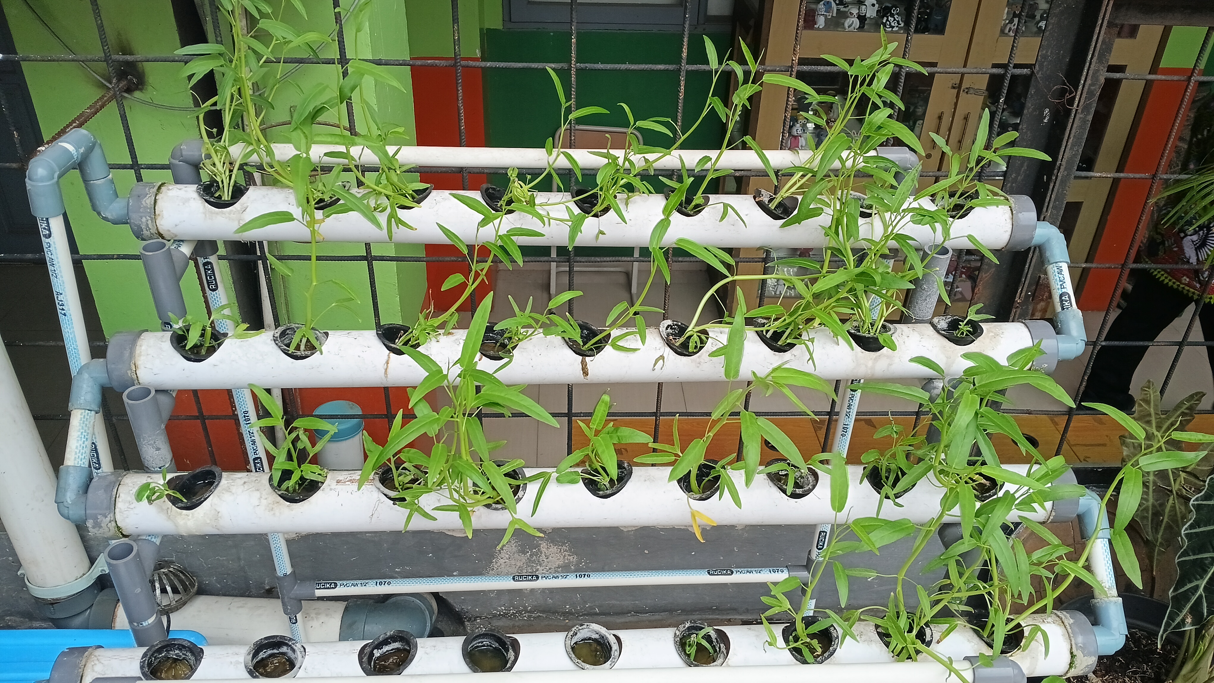 Lahan Urban Farming SMKN 41 Jakarta - Gambar 16