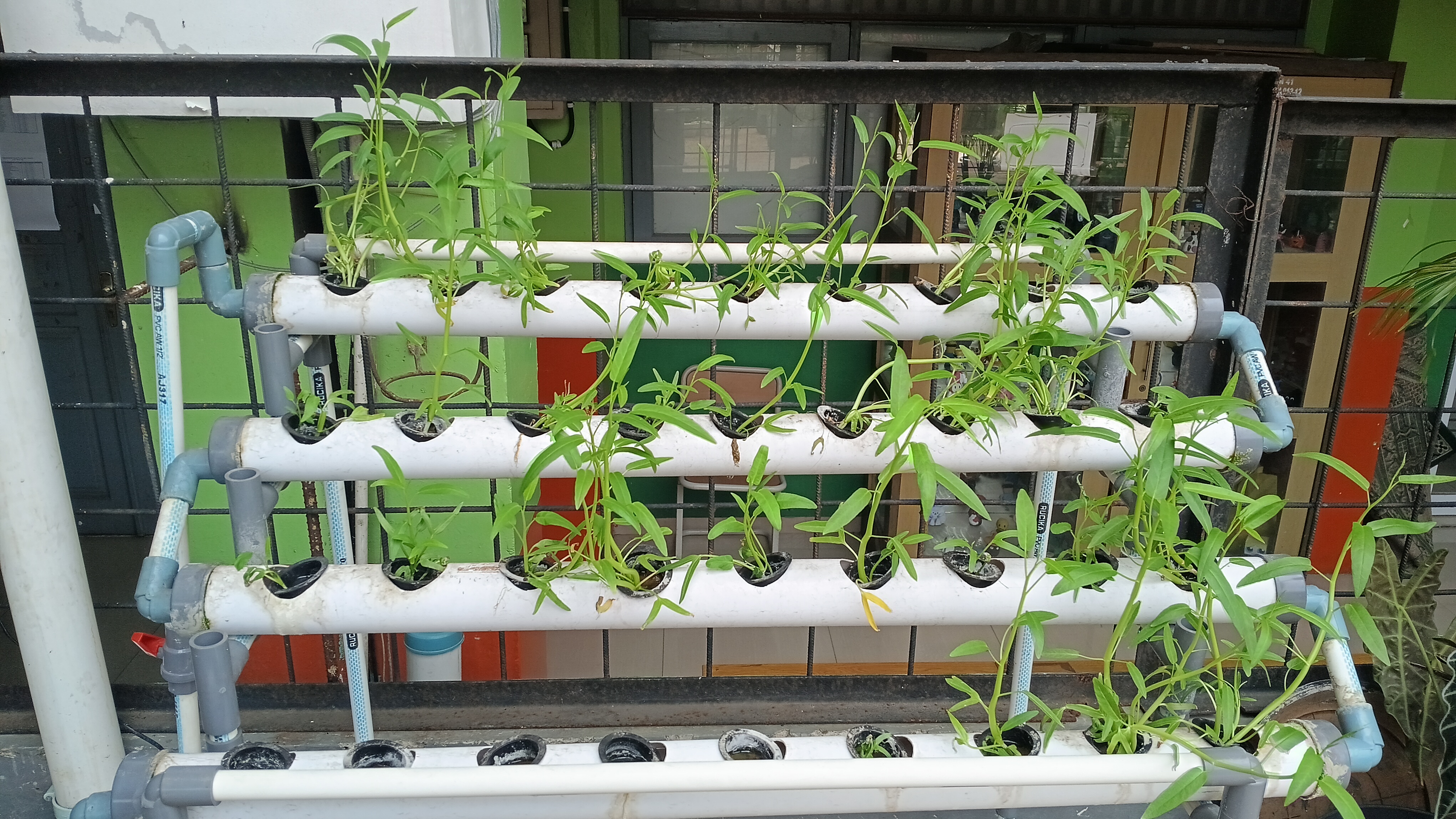 Lahan Urban Farming SMKN 41 Jakarta - Gambar 17
