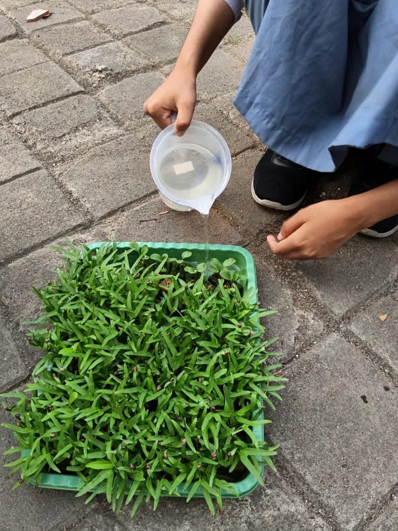 Lahan Urban Farming SMKN 59 Jakarta - Gambar 64