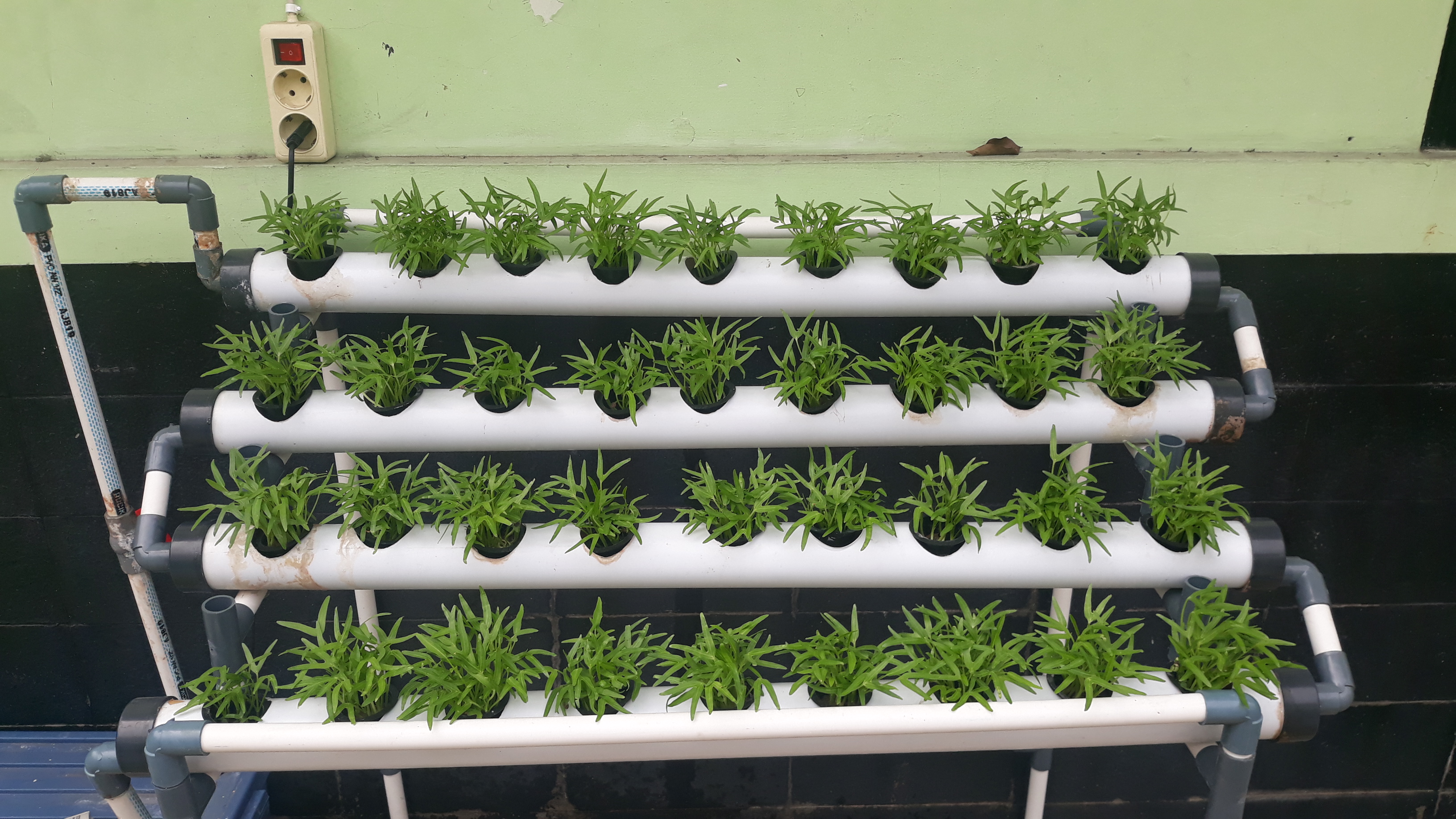 Lahan Urban Farming SMKN 20 Jakarta - Gambar 36