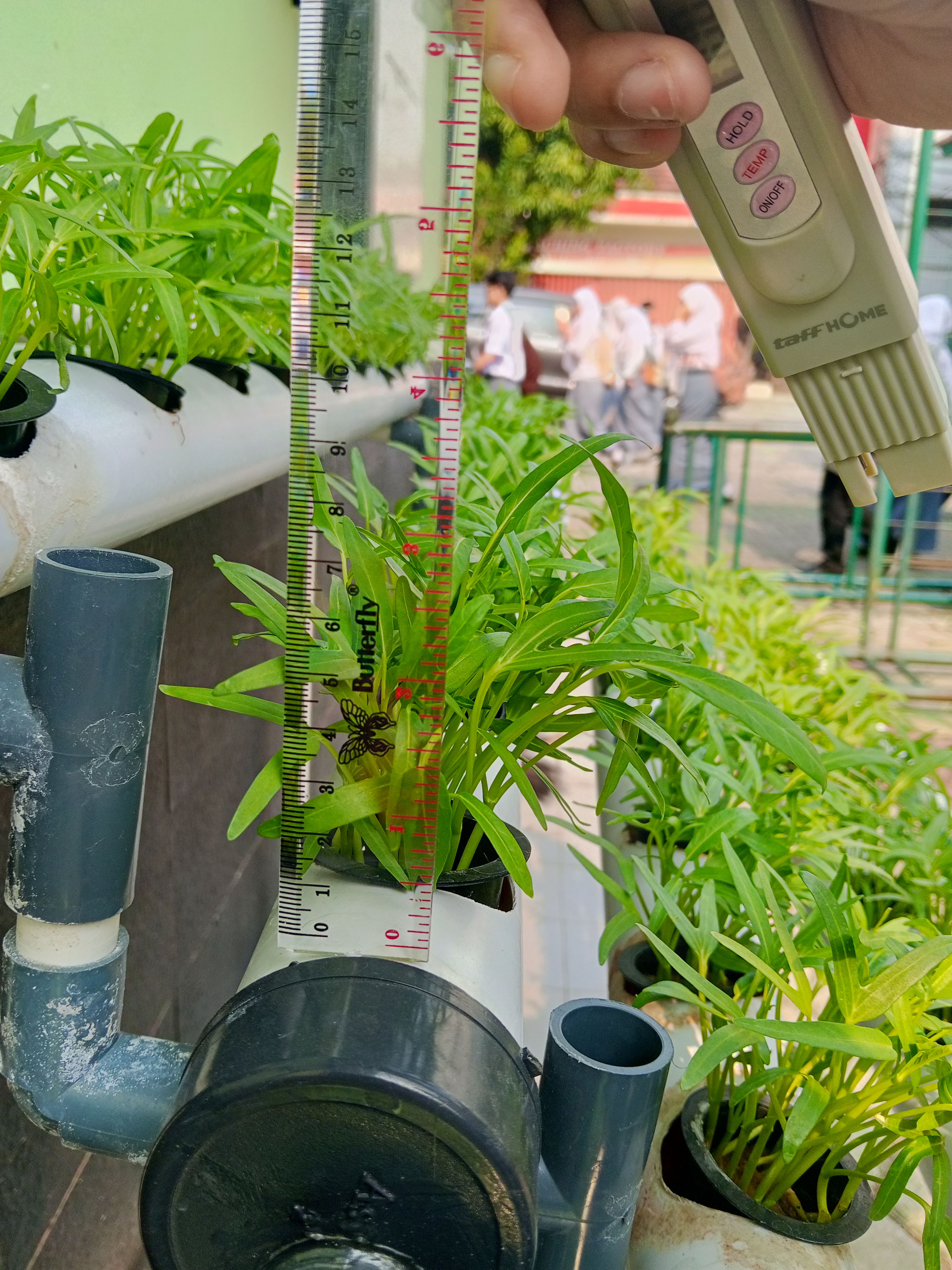 Lahan Urban Farming SMKN 20 Jakarta - Gambar 34