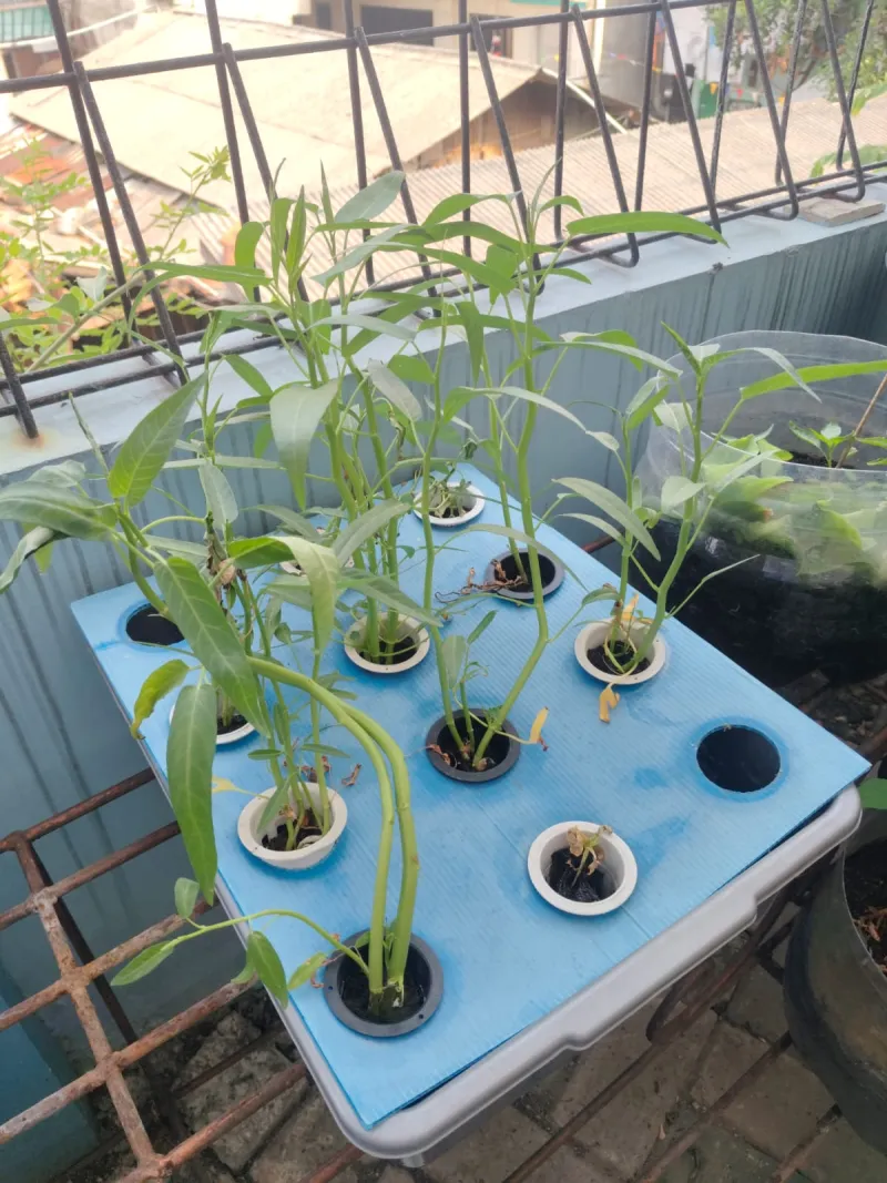 Lahan Urban Farming SMKN 43 Jakarta - Gambar 55