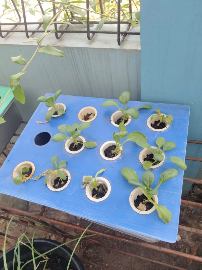Lahan Urban Farming SMKN 43 Jakarta - Gambar 54