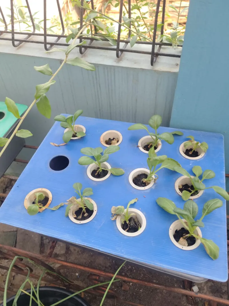Lahan Urban Farming SMKN 43 Jakarta - Gambar 53