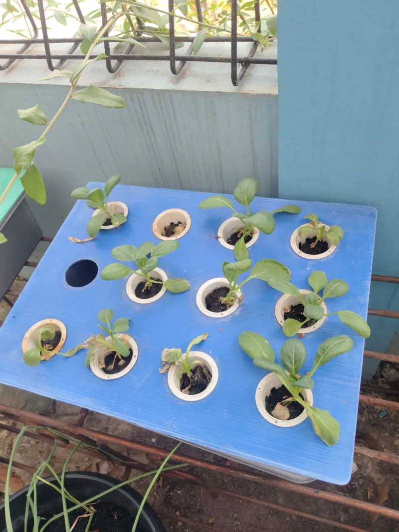 Lahan Urban Farming SMKN 43 Jakarta - Gambar 58