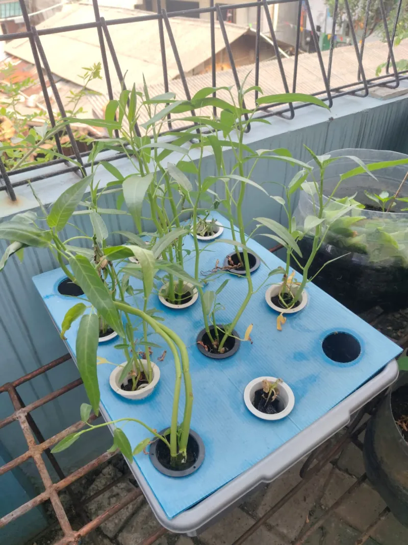 Lahan Urban Farming SMKN 43 Jakarta - Gambar 56