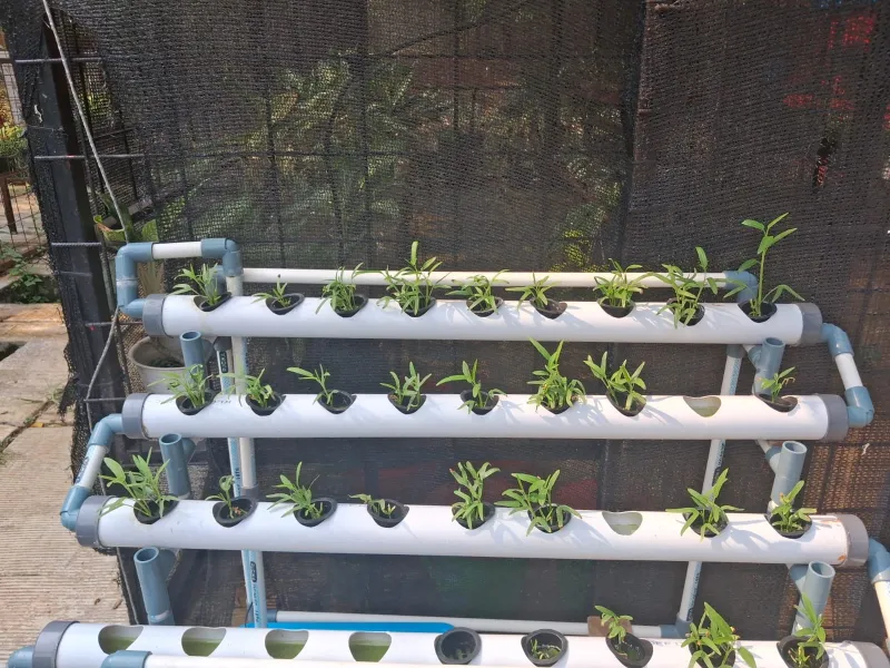 Lahan Urban Farming SMAN 109 Jakarta - Gambar 66