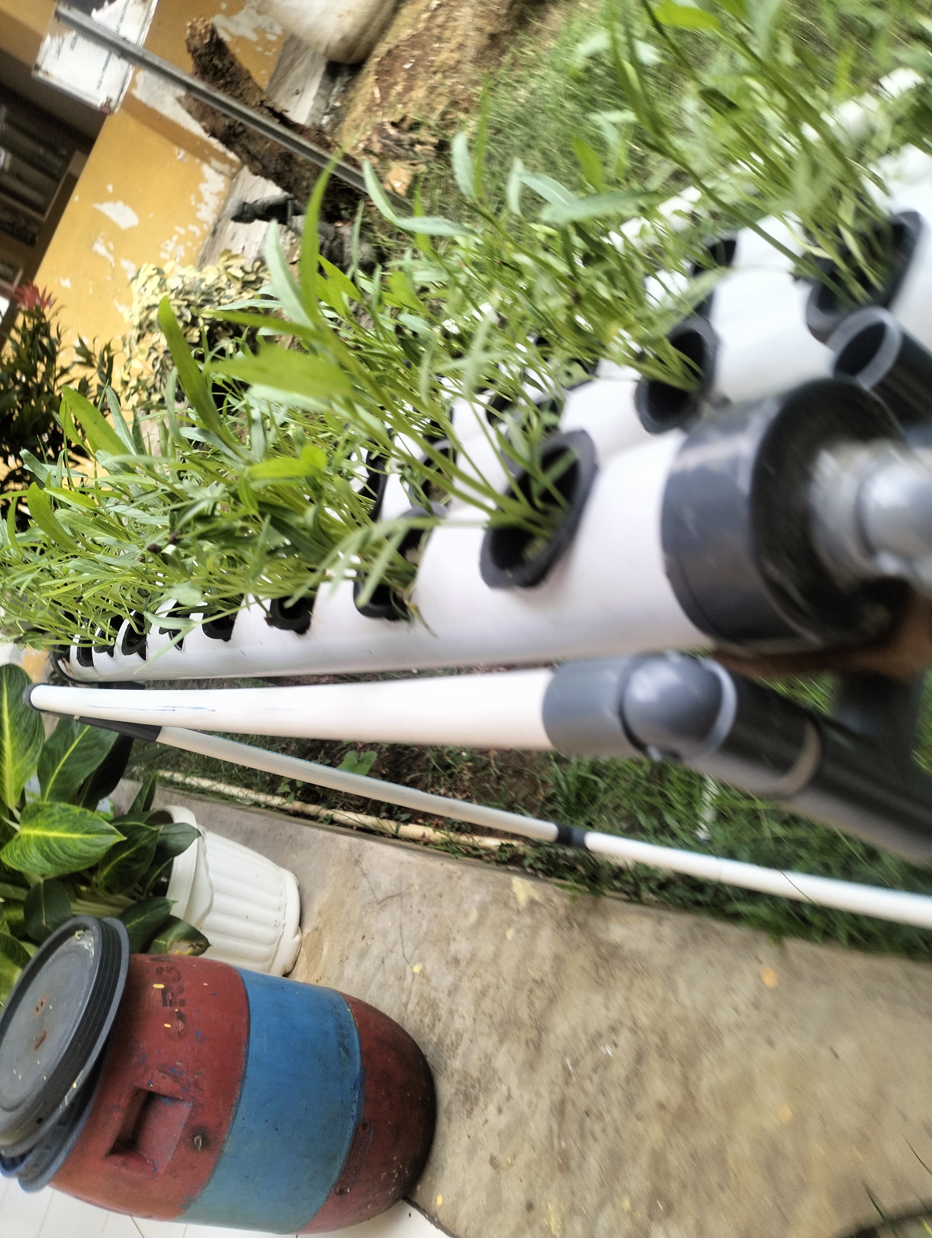 Lahan Urban Farming SLB A Pembina Tingkat Nasional - Gambar 34