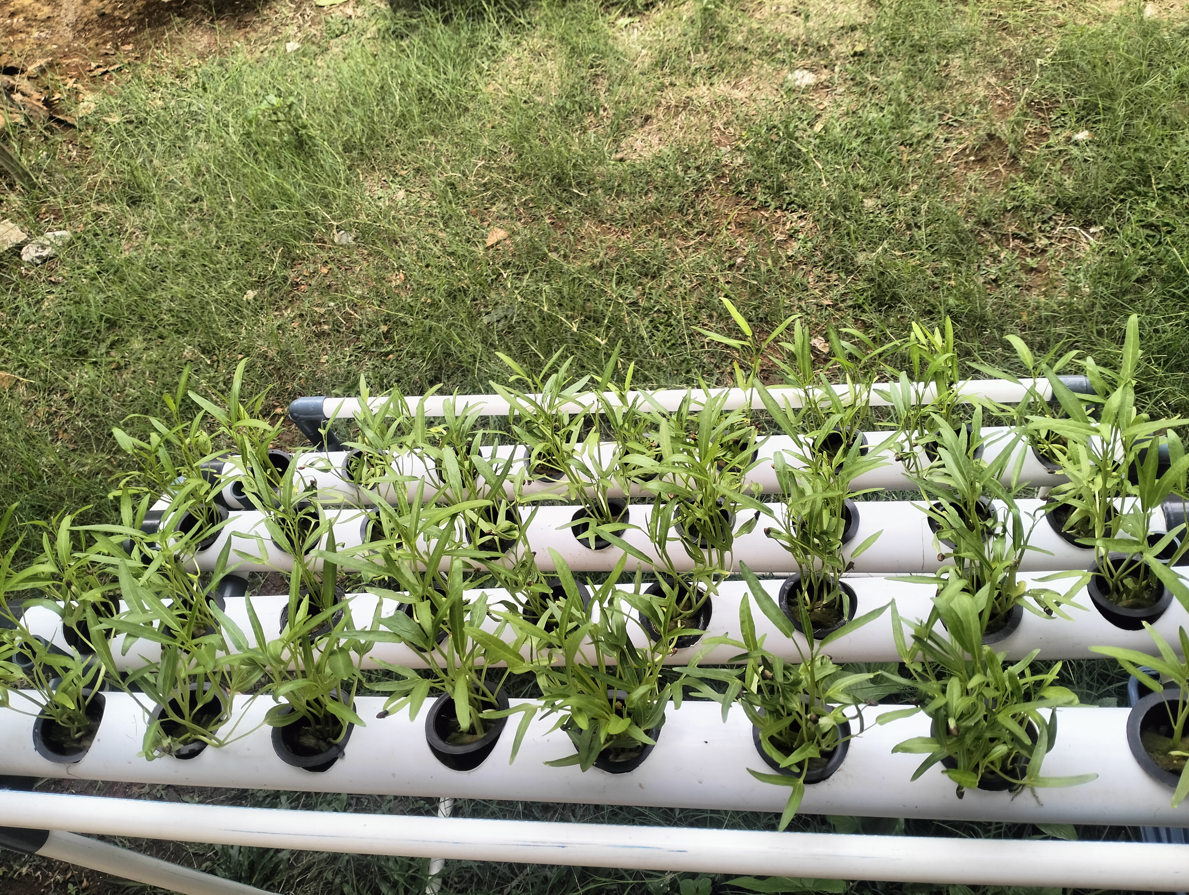 Lahan Urban Farming SLB A Pembina Tingkat Nasional - Gambar 36