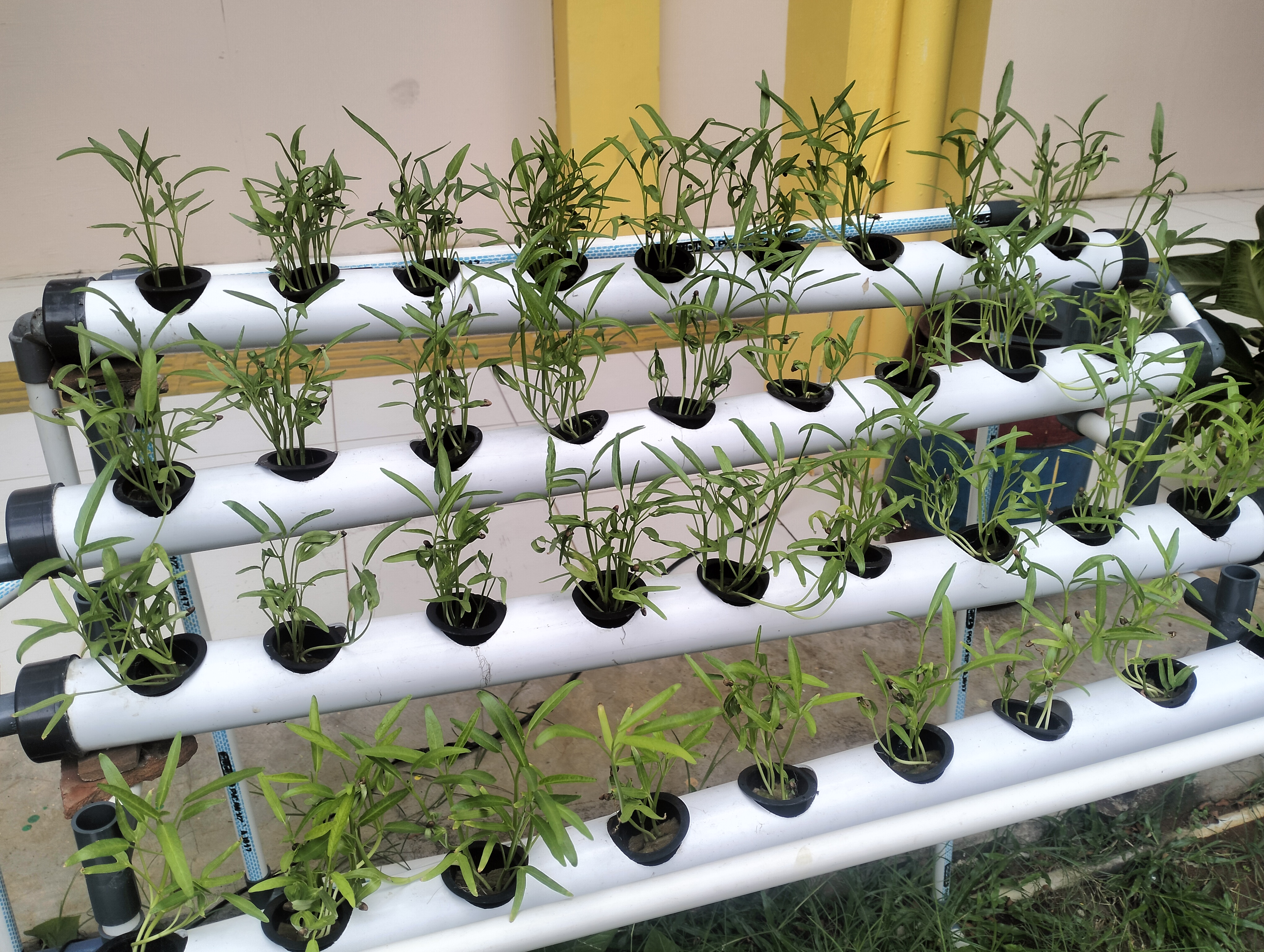 Lahan Urban Farming SLB A Pembina Tingkat Nasional - Gambar 35