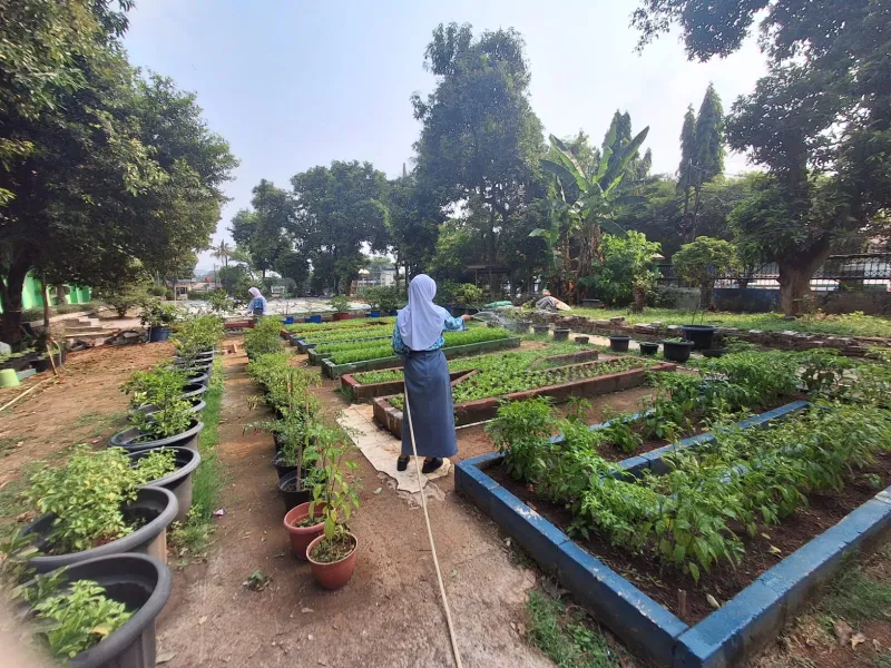 Lahan Urban Farming SMAN 109 Jakarta - Gambar 62