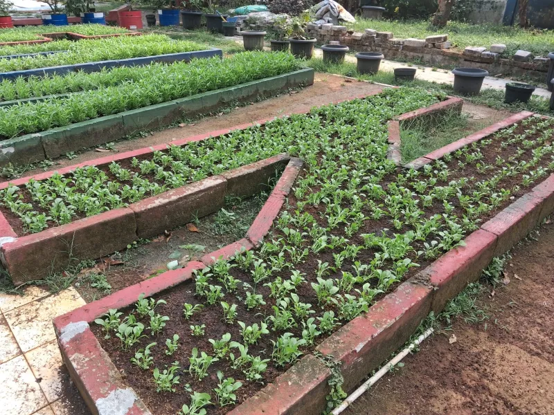 Lahan Urban Farming SMAN 109 Jakarta - Gambar 63