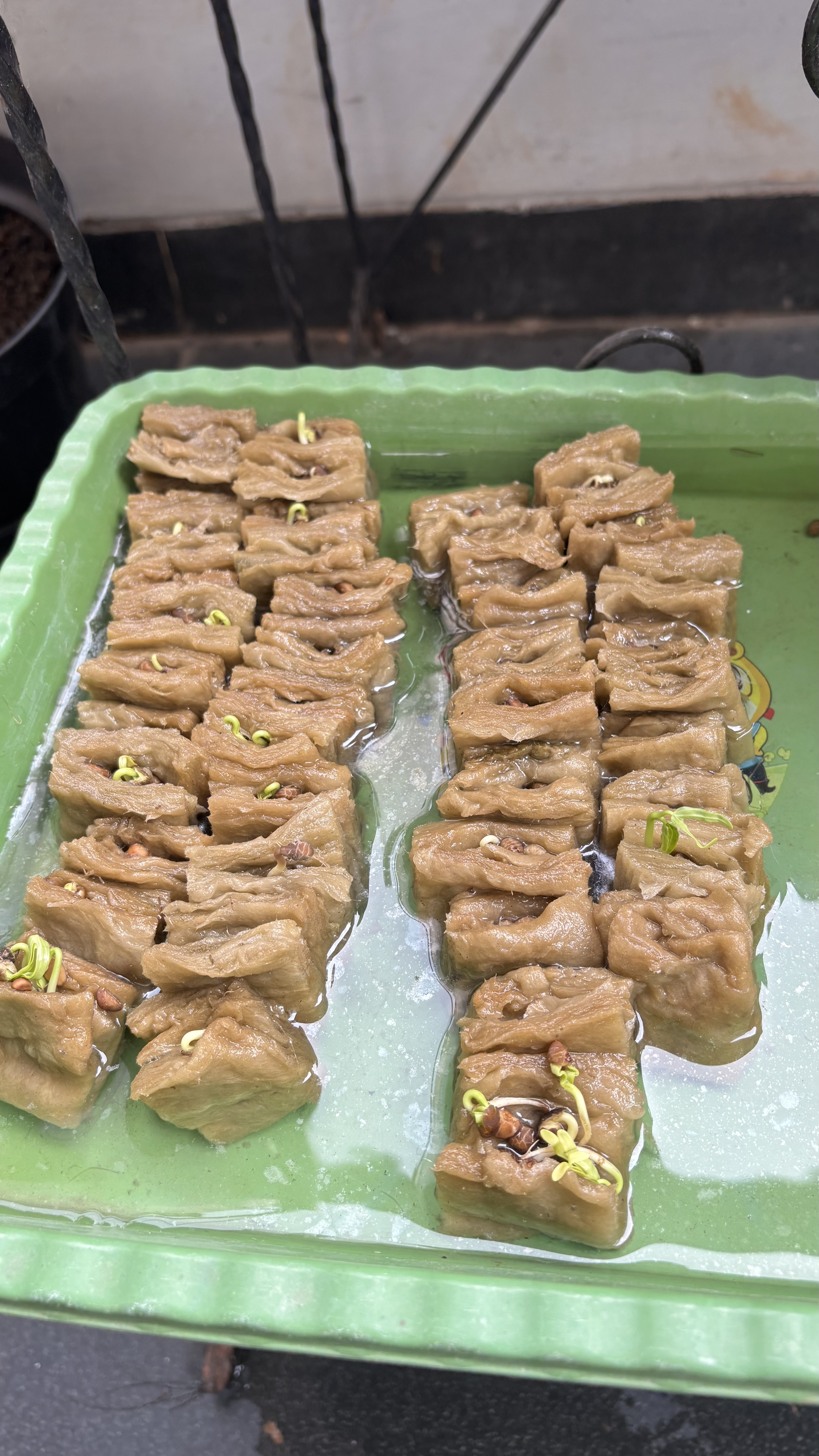 Lahan Urban Farming SMAN 116 Jakarta - Gambar 42