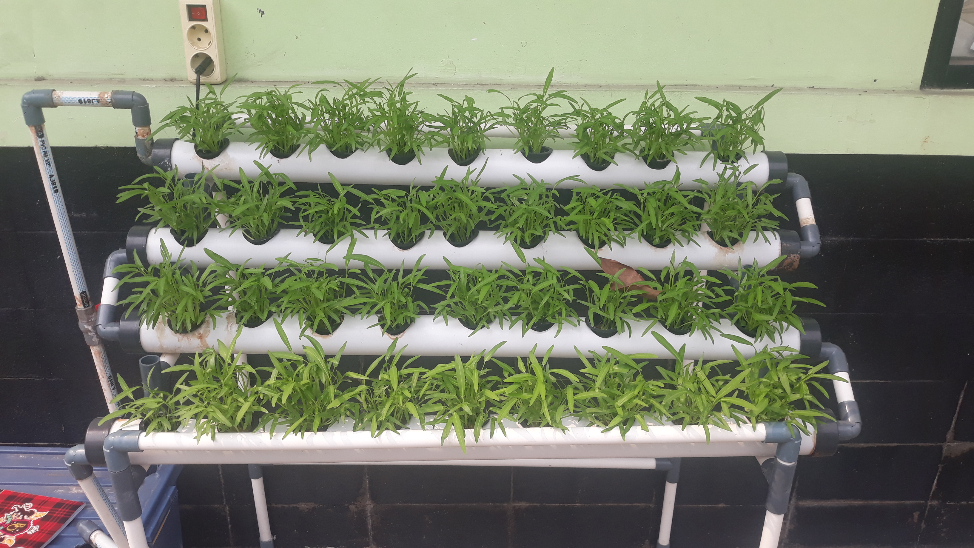 Lahan Urban Farming SMKN 20 Jakarta - Gambar 31