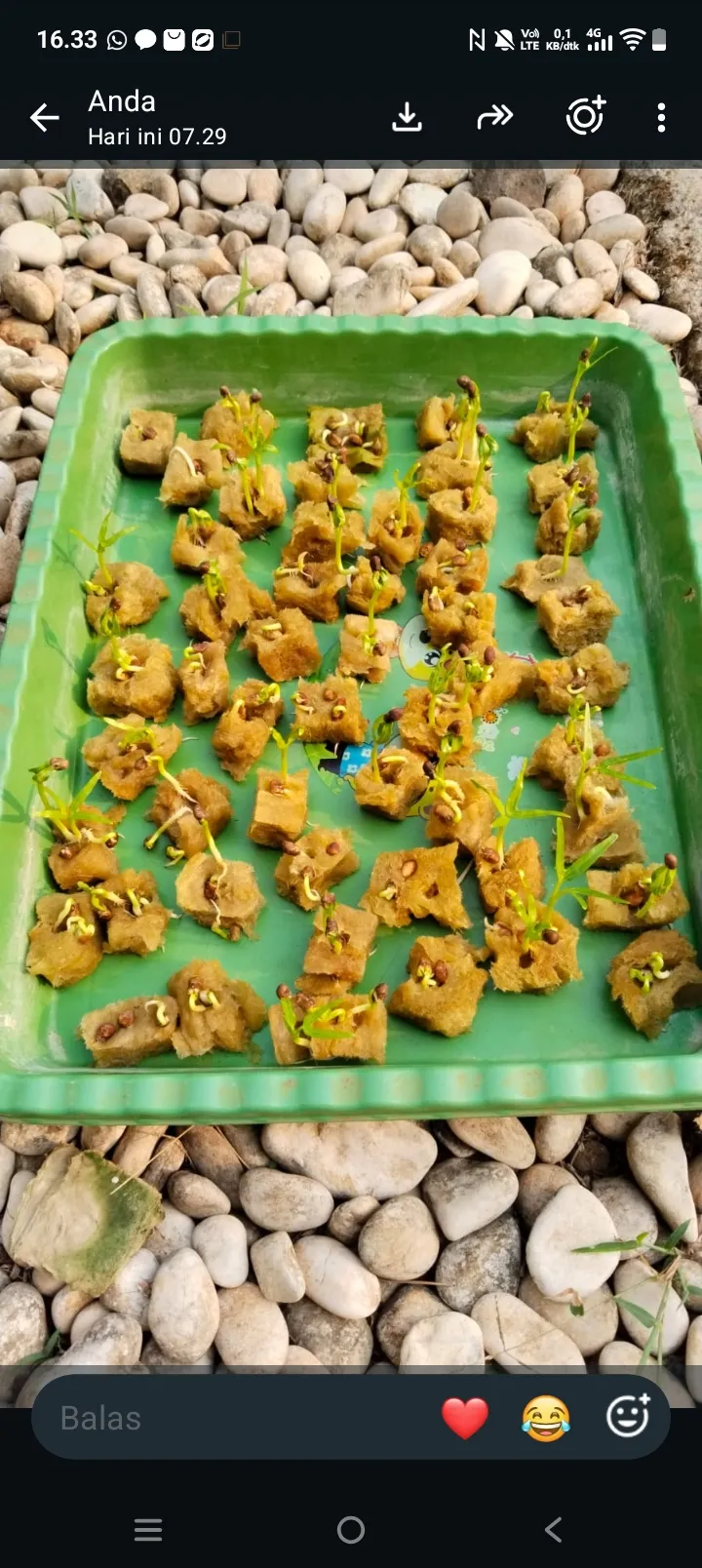 Lahan Urban Farming SMKN 62 Jakarta - Gambar 27