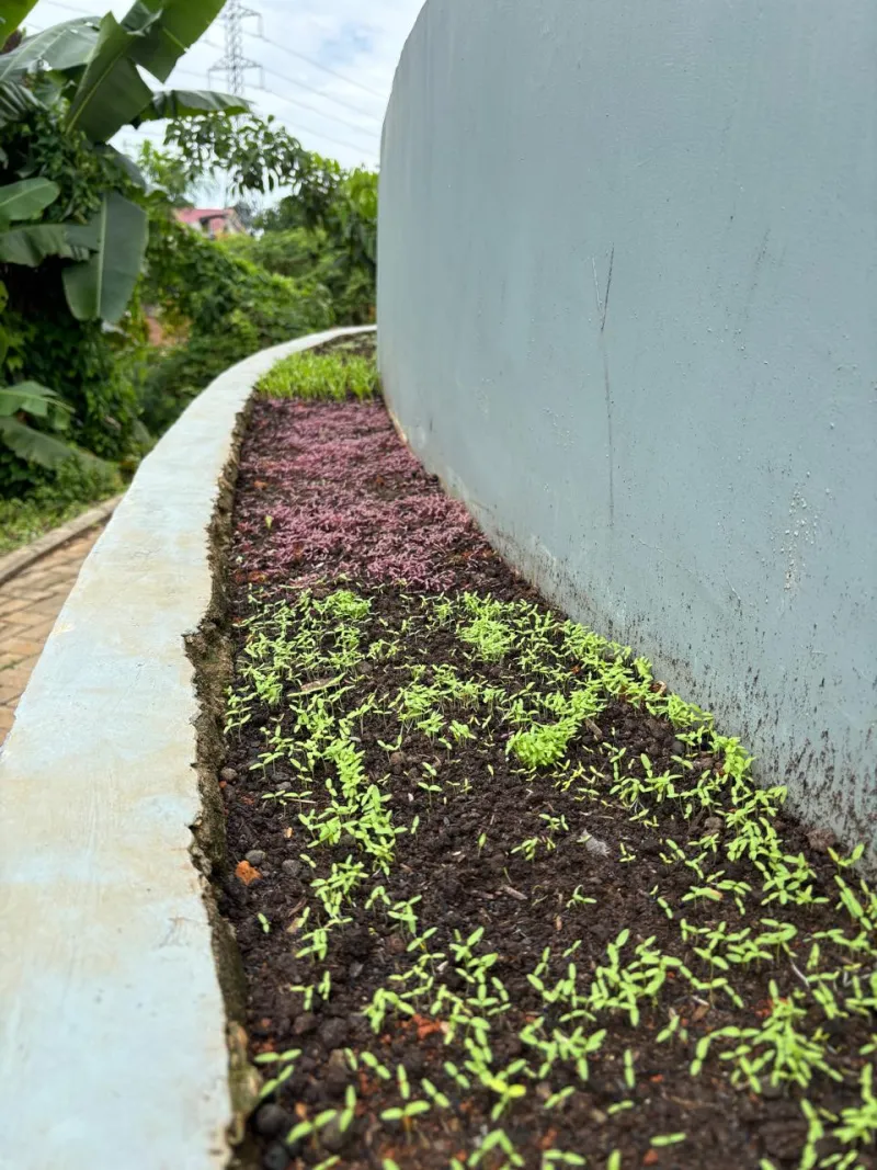 KEBUN SMKN 74 JAGAKARSA JAKARTA SELATAN - Gambar 626