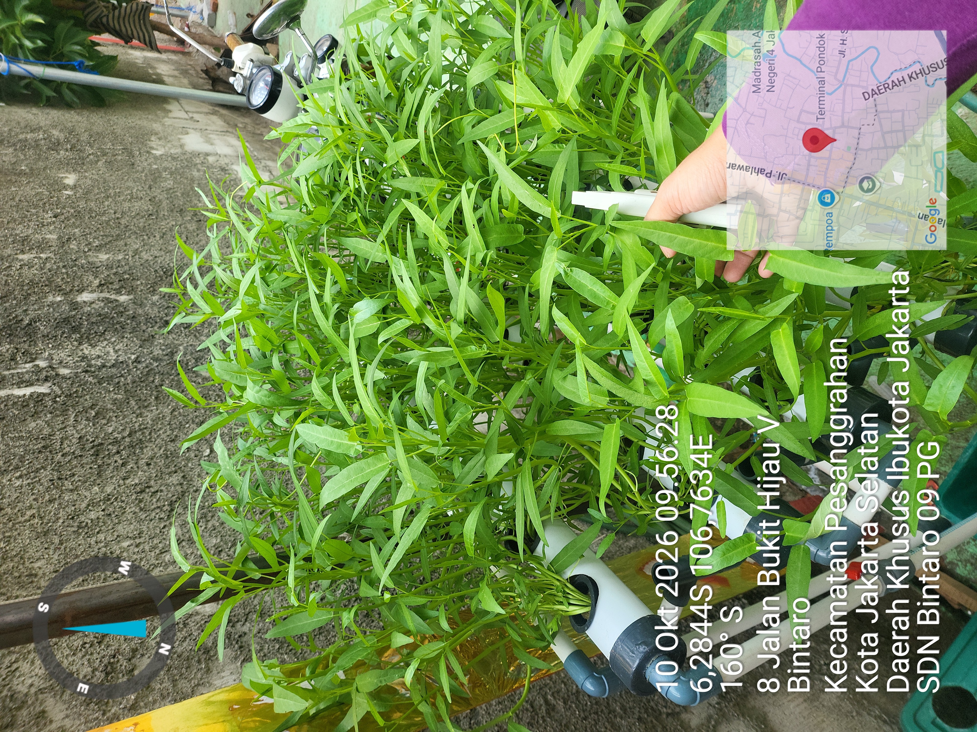 Lahan Urban Farming SDN Bintaro 09 - Gambar 32