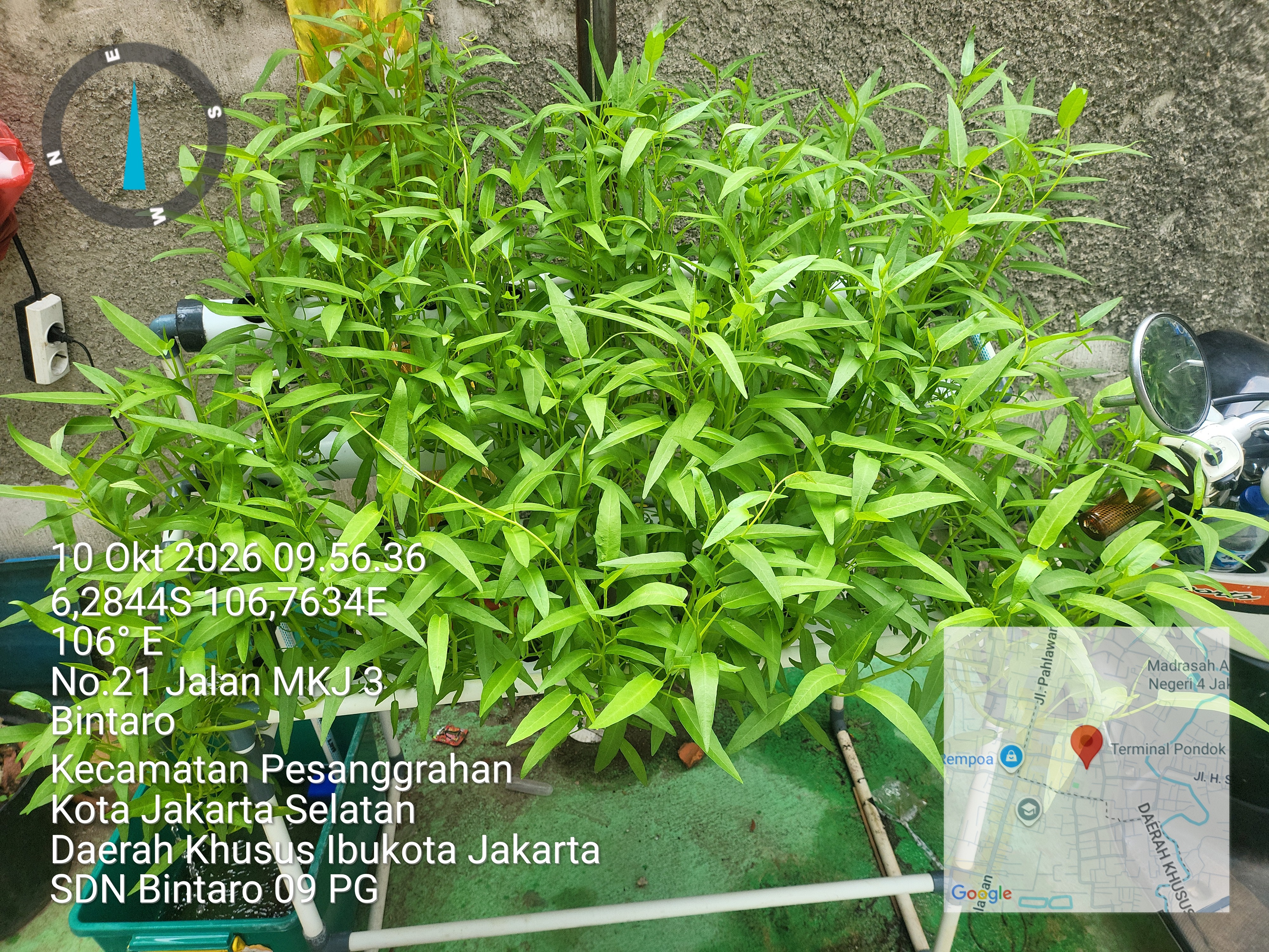 Lahan Urban Farming SDN Bintaro 09 - Gambar 31