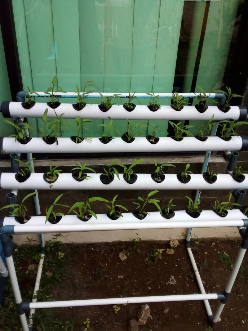 Lahan Urban Farming SMKN 62 Jakarta - Gambar 26