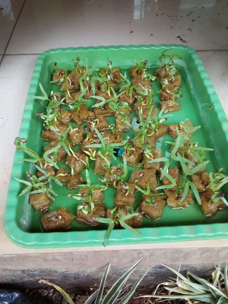 Lahan Urban Farming SMKN 62 Jakarta - Gambar 25