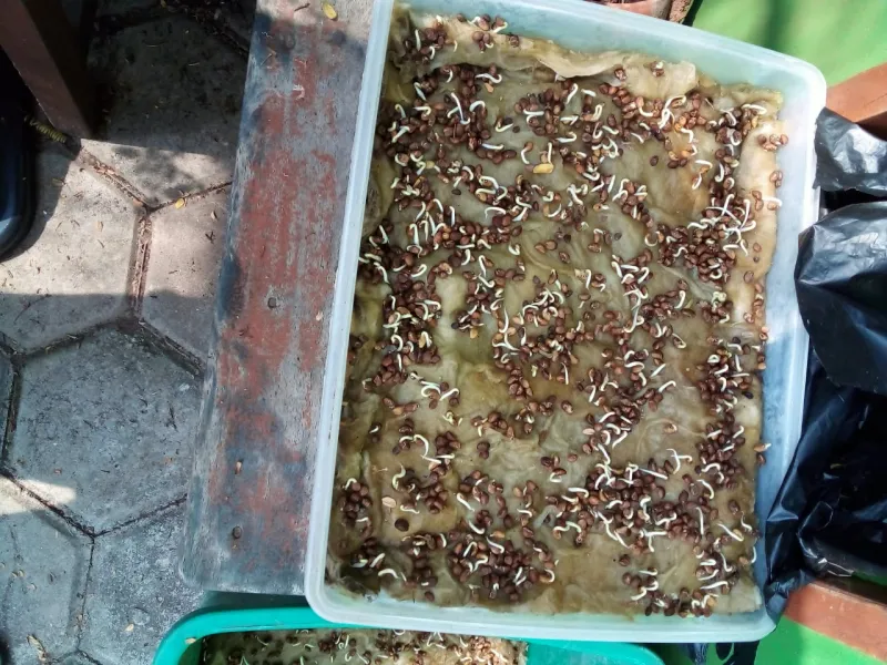 Lahan Urban Farming SMKN 62 Jakarta - Gambar 23