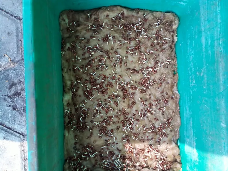 Lahan Urban Farming SMKN 62 Jakarta - Gambar 22