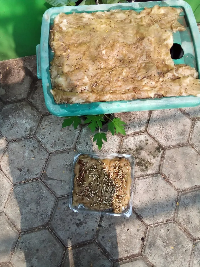 Lahan Urban Farming SMKN 62 Jakarta - Gambar 24