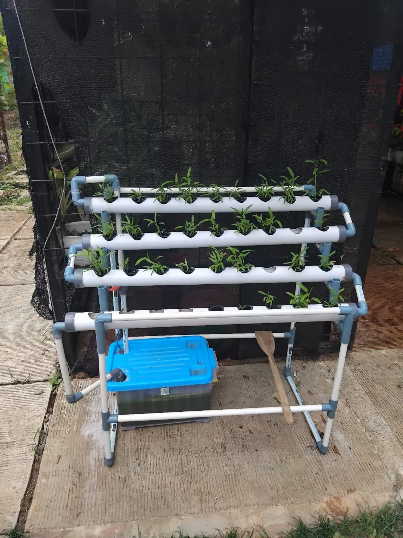 Lahan Urban Farming SMAN 109 Jakarta - Gambar 60
