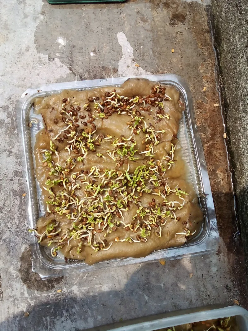 Lahan Urban Farming SMKN 62 Jakarta - Gambar 20