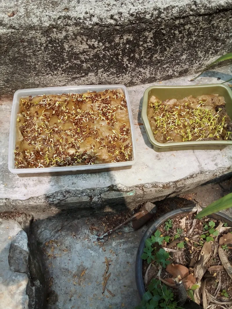 Lahan Urban Farming SMKN 62 Jakarta - Gambar 21