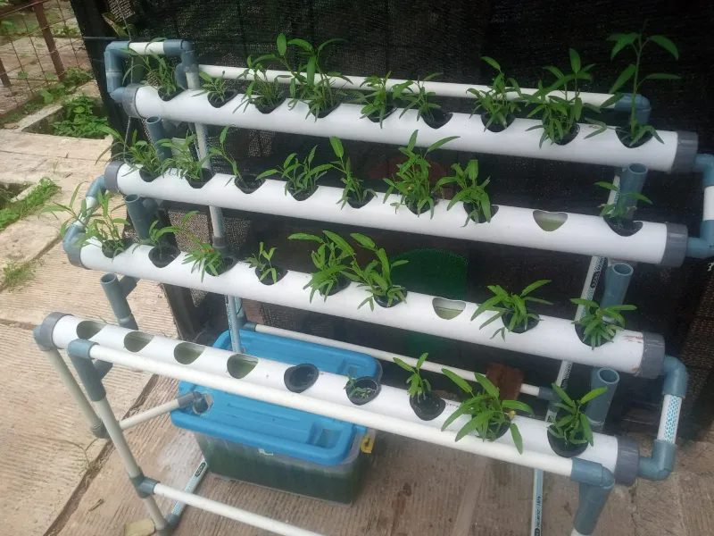 Lahan Urban Farming SMAN 109 Jakarta - Gambar 58