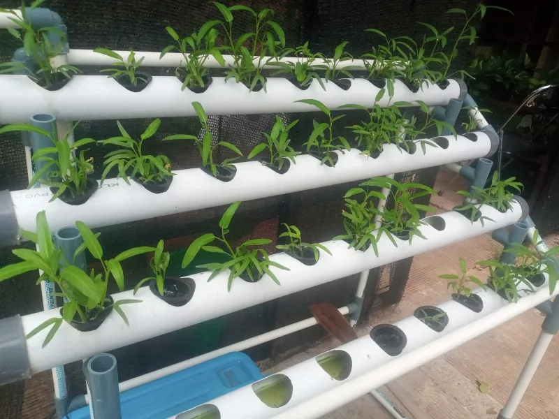 Lahan Urban Farming SMAN 109 Jakarta - Gambar 57