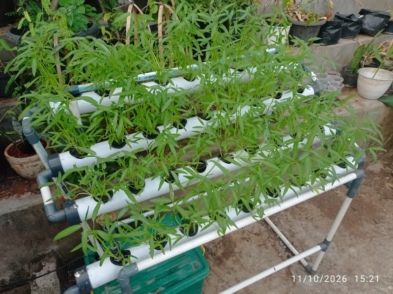 Lahan Urban Farming SMAN 63 Jakarta - Gambar 17