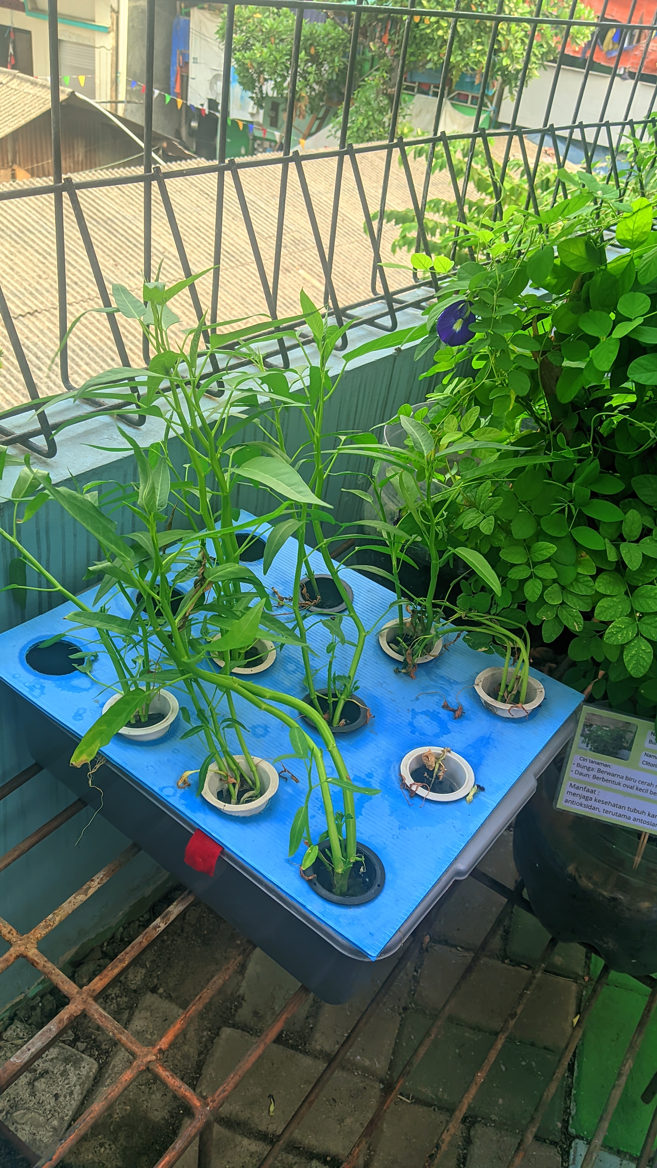 Lahan Urban Farming SMKN 43 Jakarta - Gambar 48