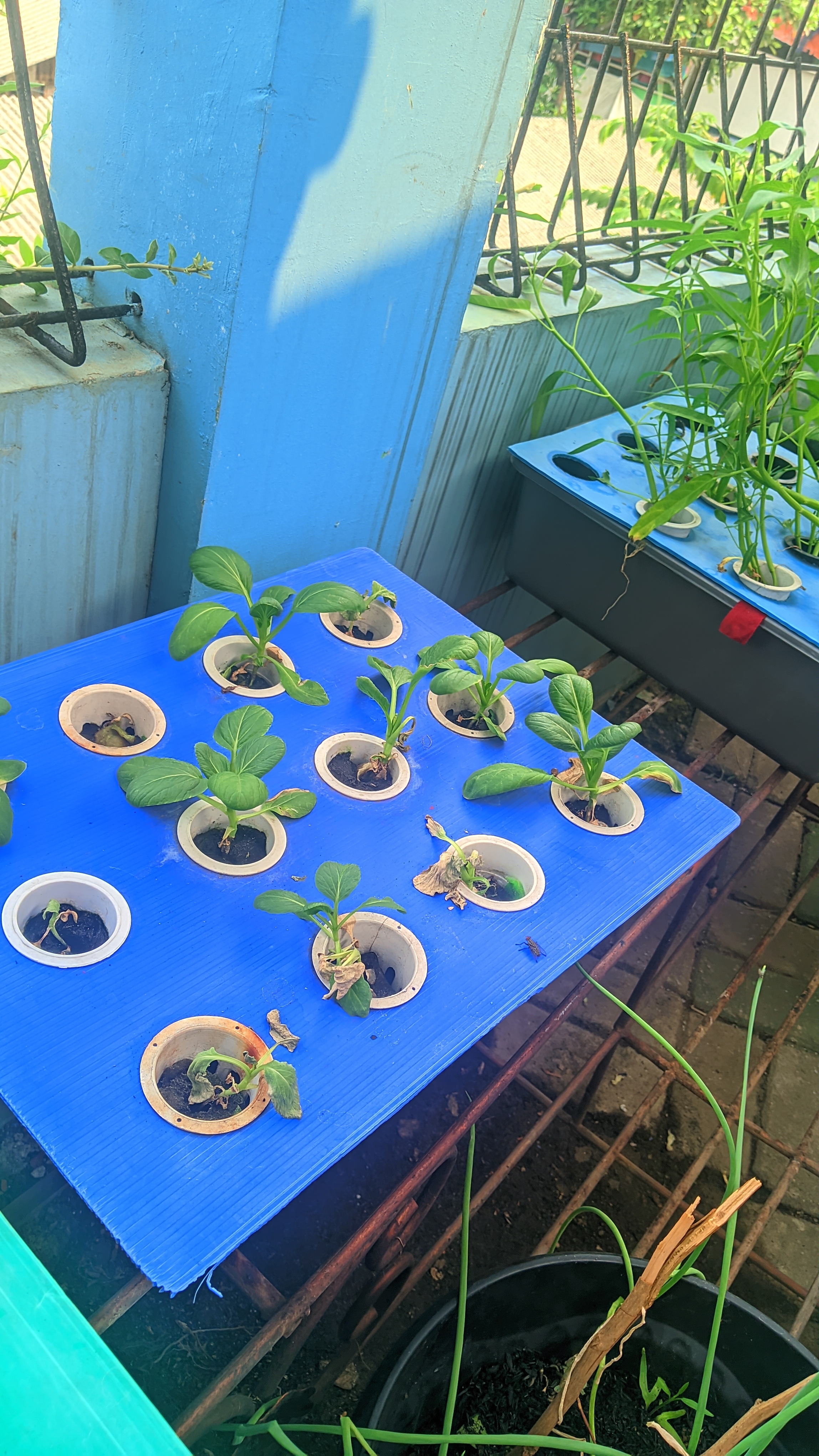 Lahan Urban Farming SMKN 43 Jakarta - Gambar 47