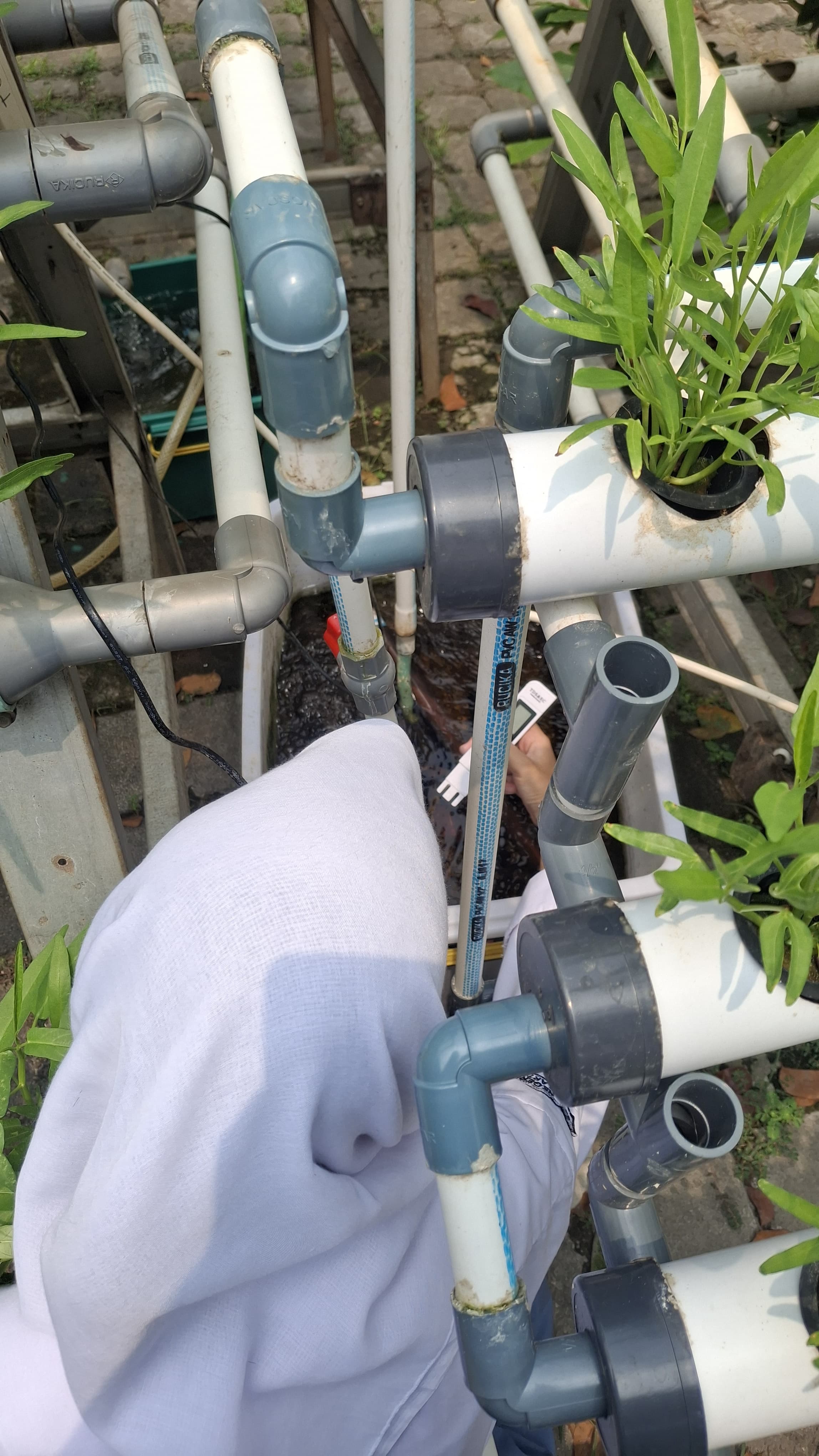 Lahan Urban Farming SMKN 59 Jakarta - Gambar 59