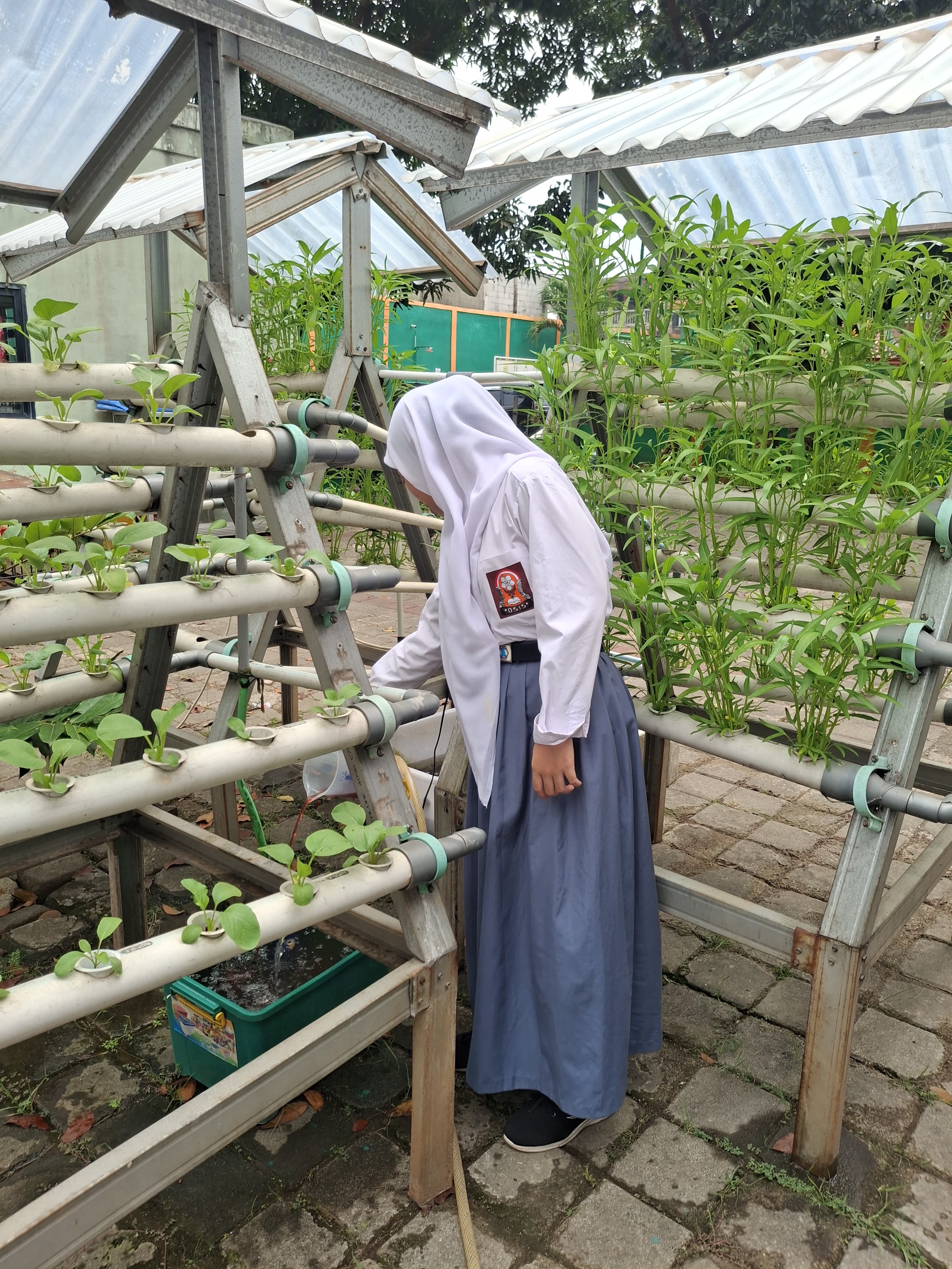 Lahan Urban Farming SMKN 59 Jakarta - Gambar 61