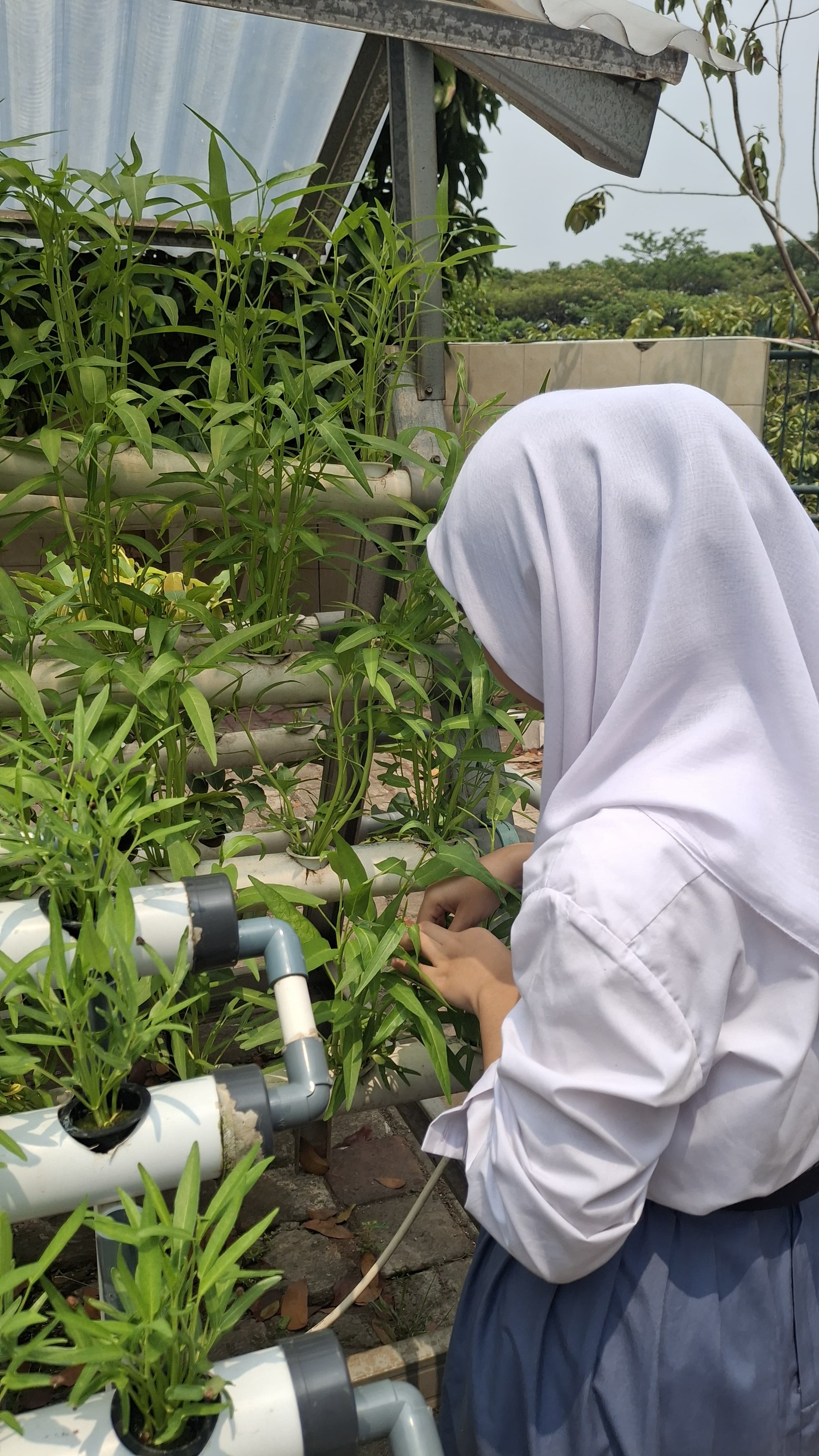 Lahan Urban Farming SMKN 59 Jakarta - Gambar 50