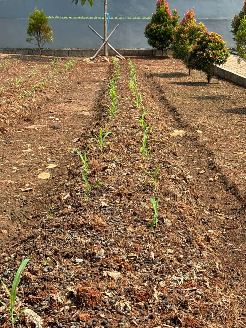 KEBUN SMKN 74 JAGAKARSA JAKARTA SELATAN - Gambar 624