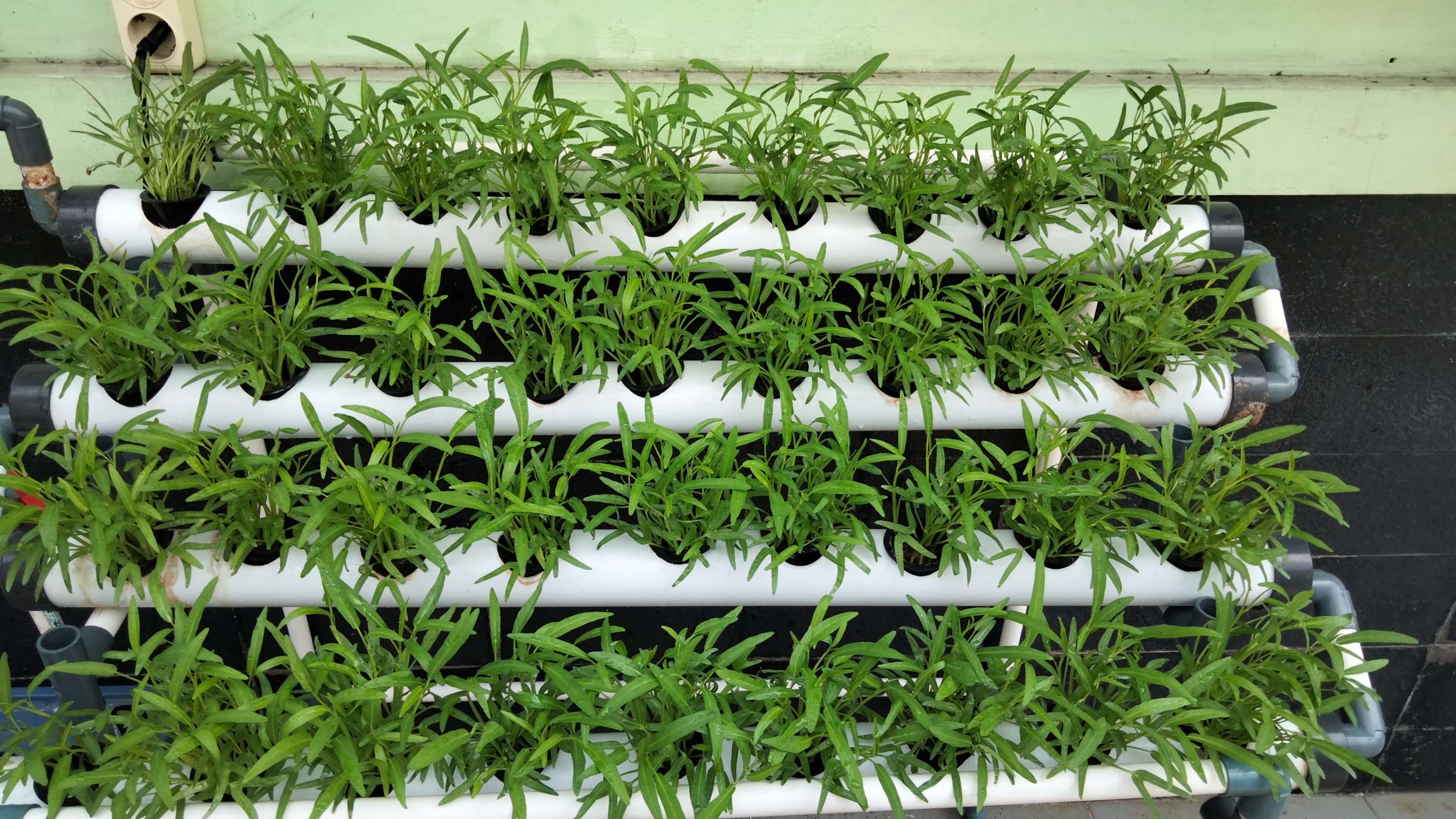Lahan Urban Farming SMKN 20 Jakarta - Gambar 30