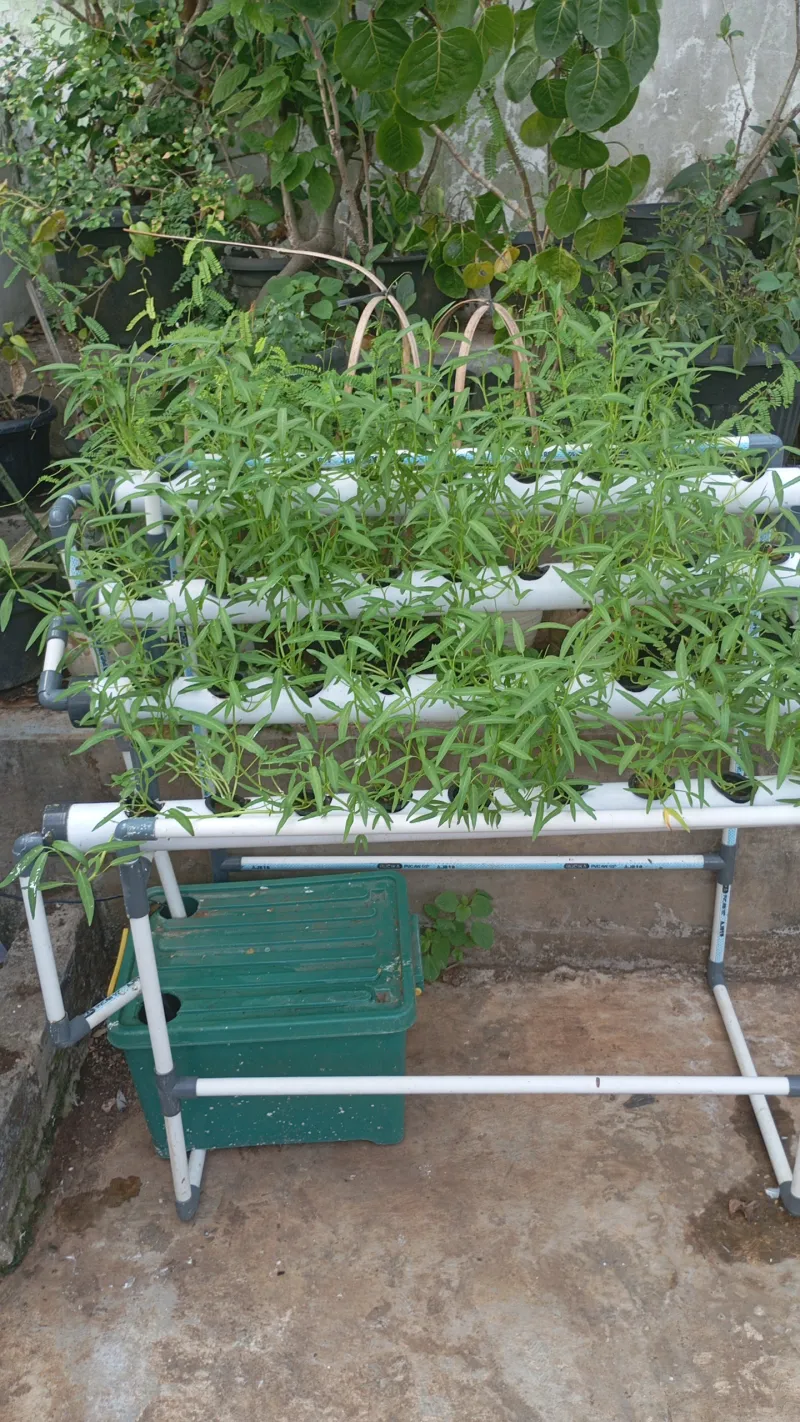 Lahan Urban Farming SMAN 63 Jakarta - Gambar 16