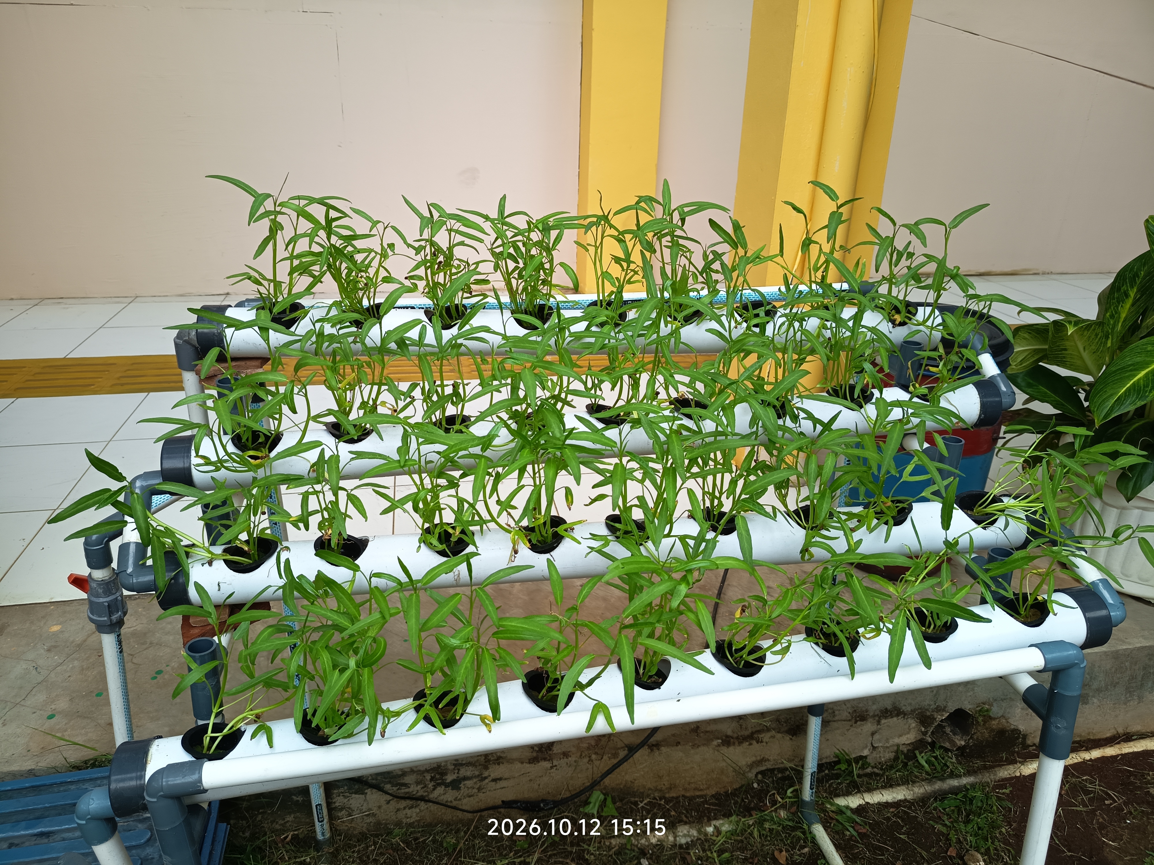 Lahan Urban Farming SLB A Pembina Tingkat Nasional - Gambar 33