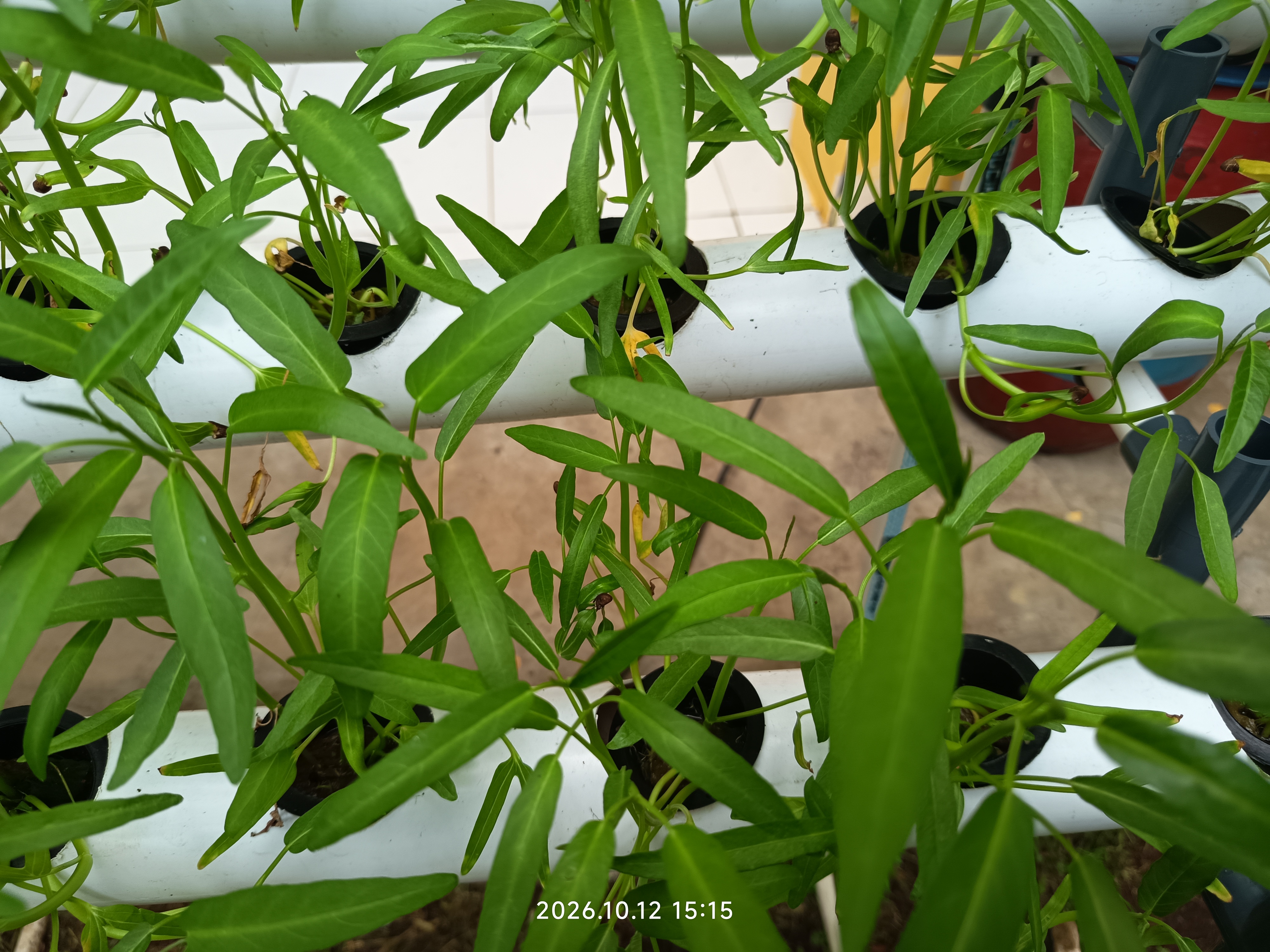 Lahan Urban Farming SLB A Pembina Tingkat Nasional - Gambar 32
