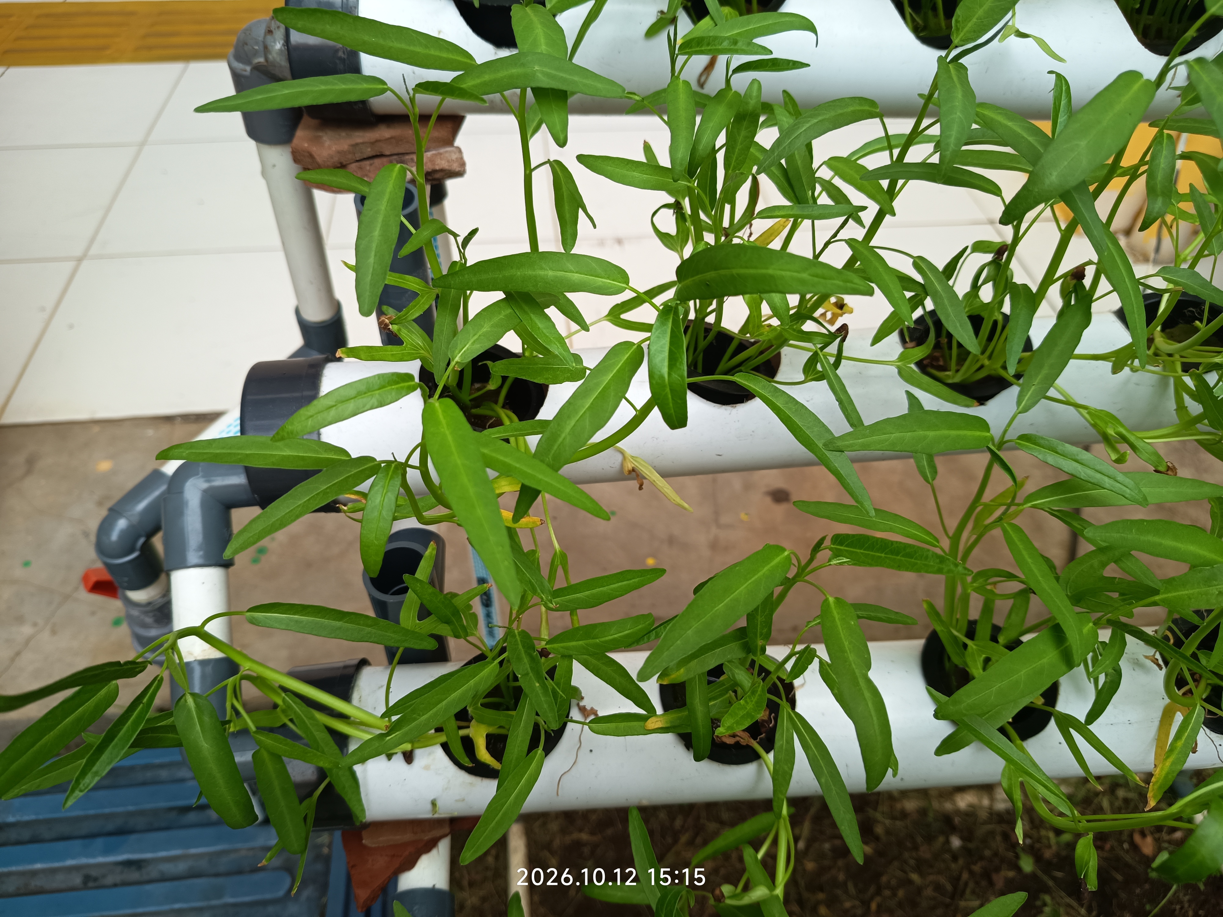 Lahan Urban Farming SLB A Pembina Tingkat Nasional - Gambar 31