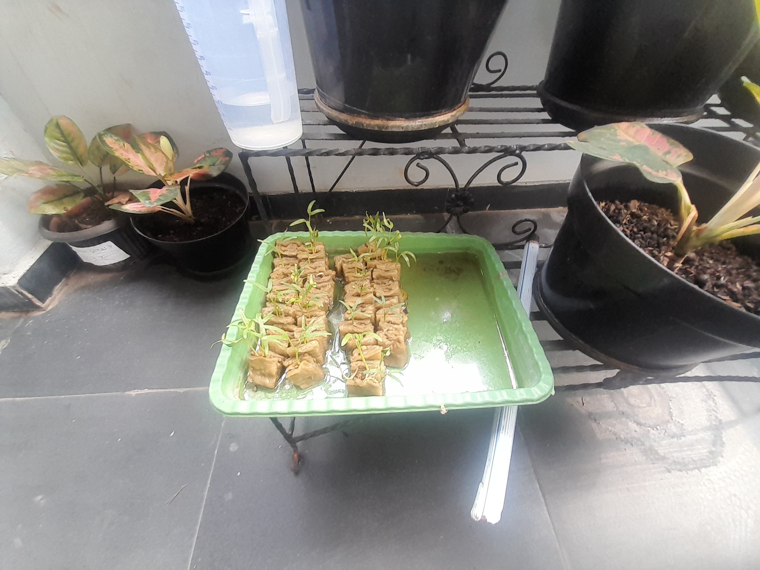 Lahan Urban Farming SMAN 116 Jakarta - Gambar 39