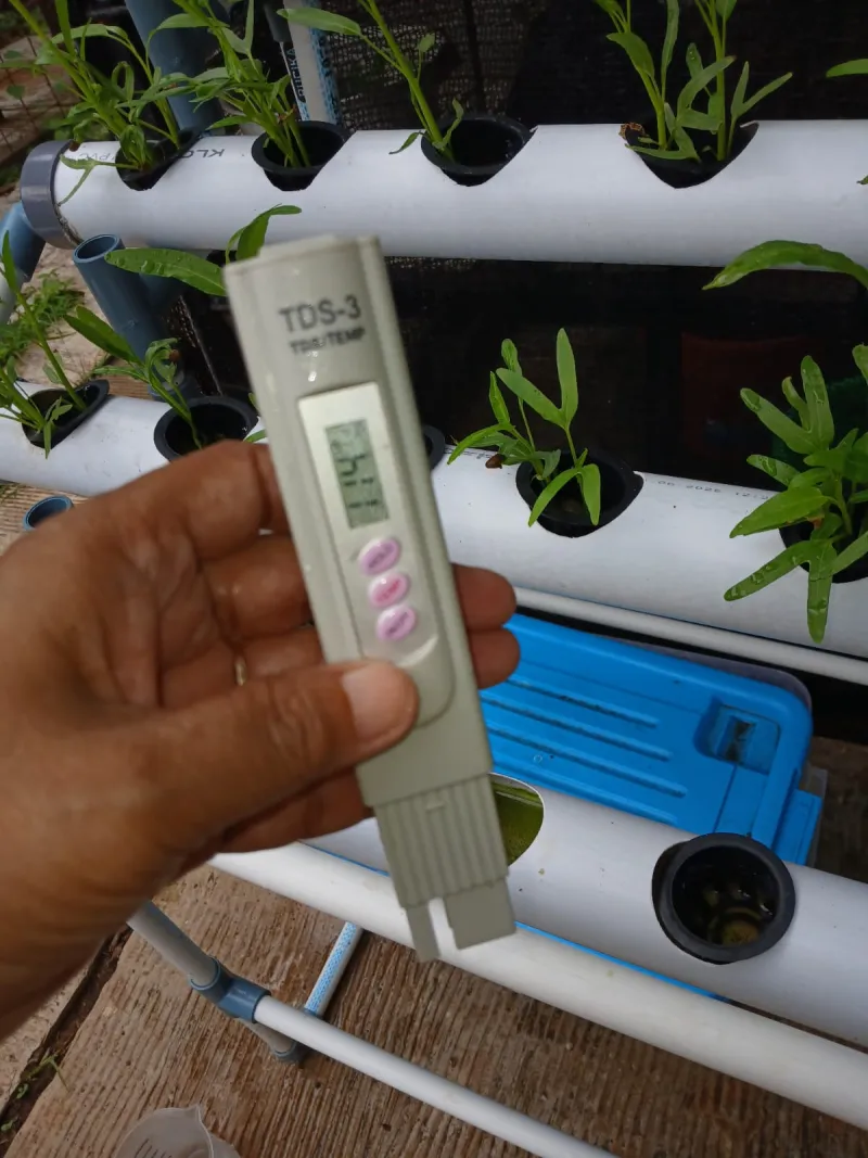 Lahan Urban Farming SMAN 109 Jakarta - Gambar 55