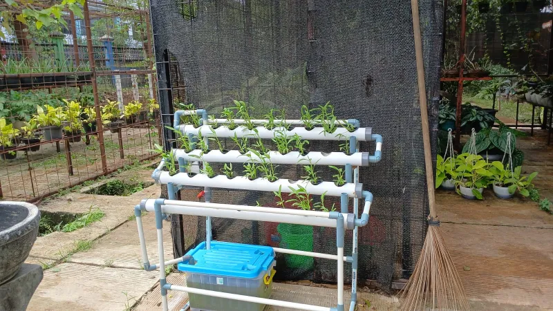 Lahan Urban Farming SMAN 109 Jakarta - Gambar 56